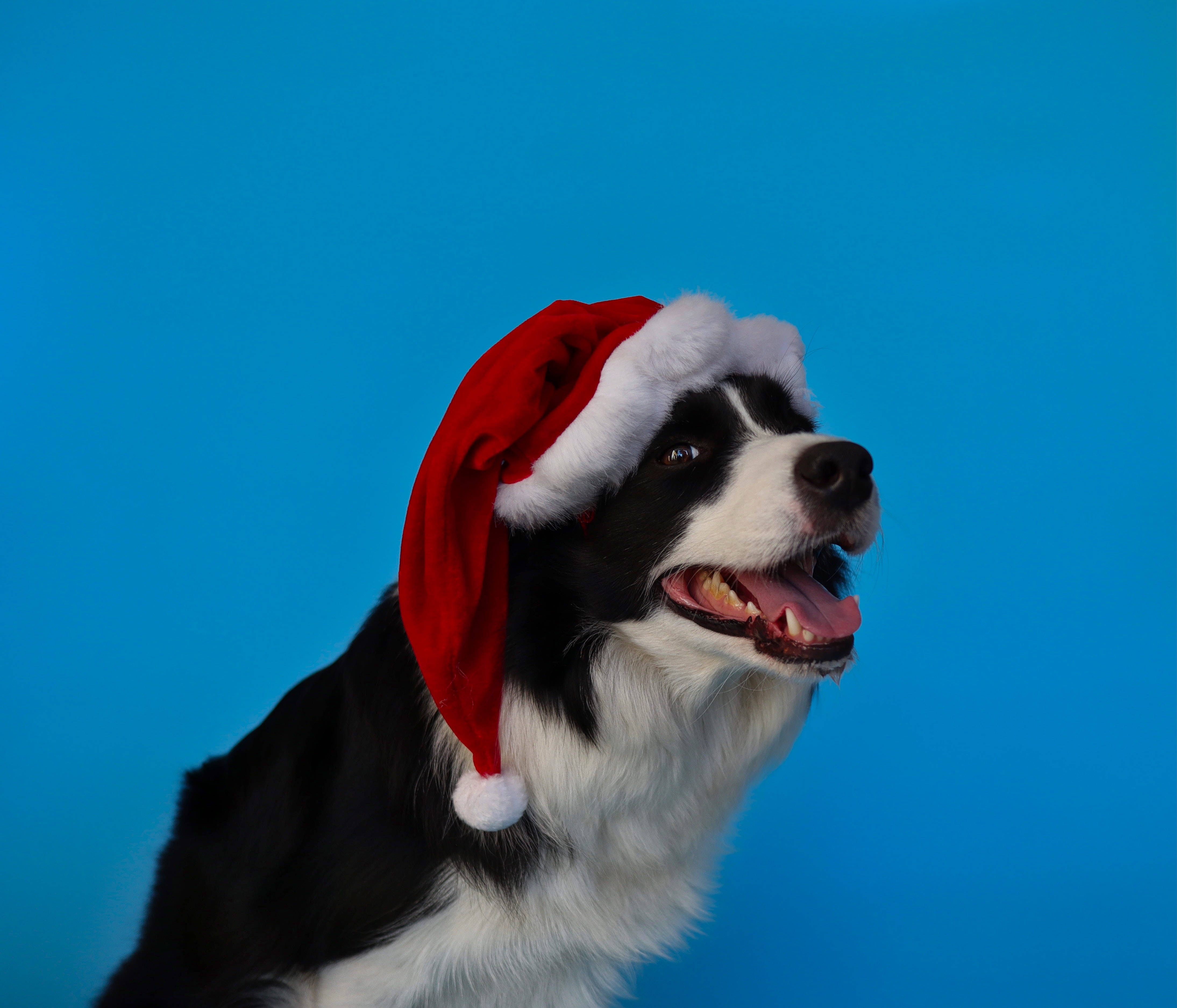 Sød blå hund med julemandshue Wallpapers