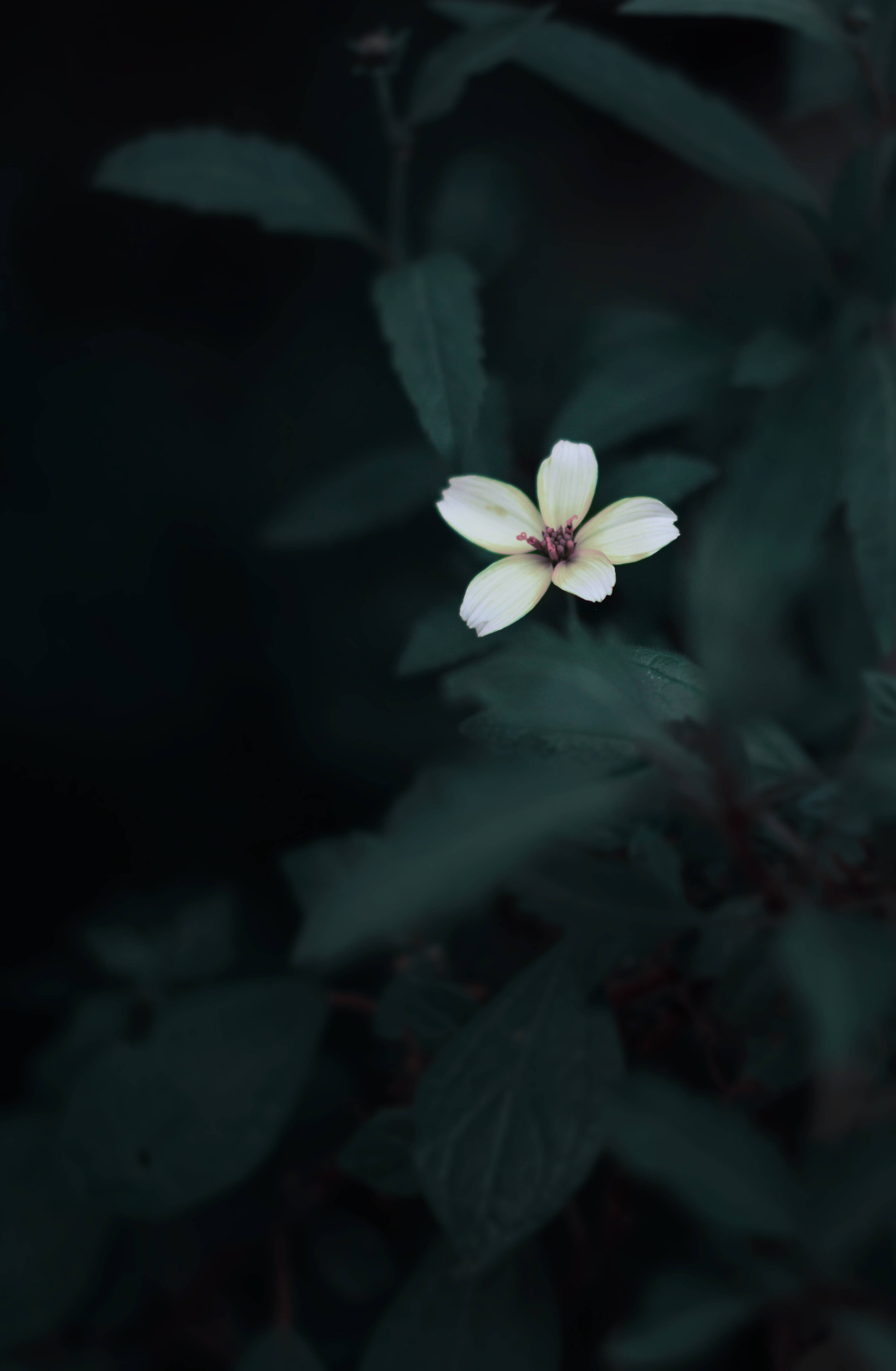 Sød blomst mørkegrøn æstetik Wallpapers