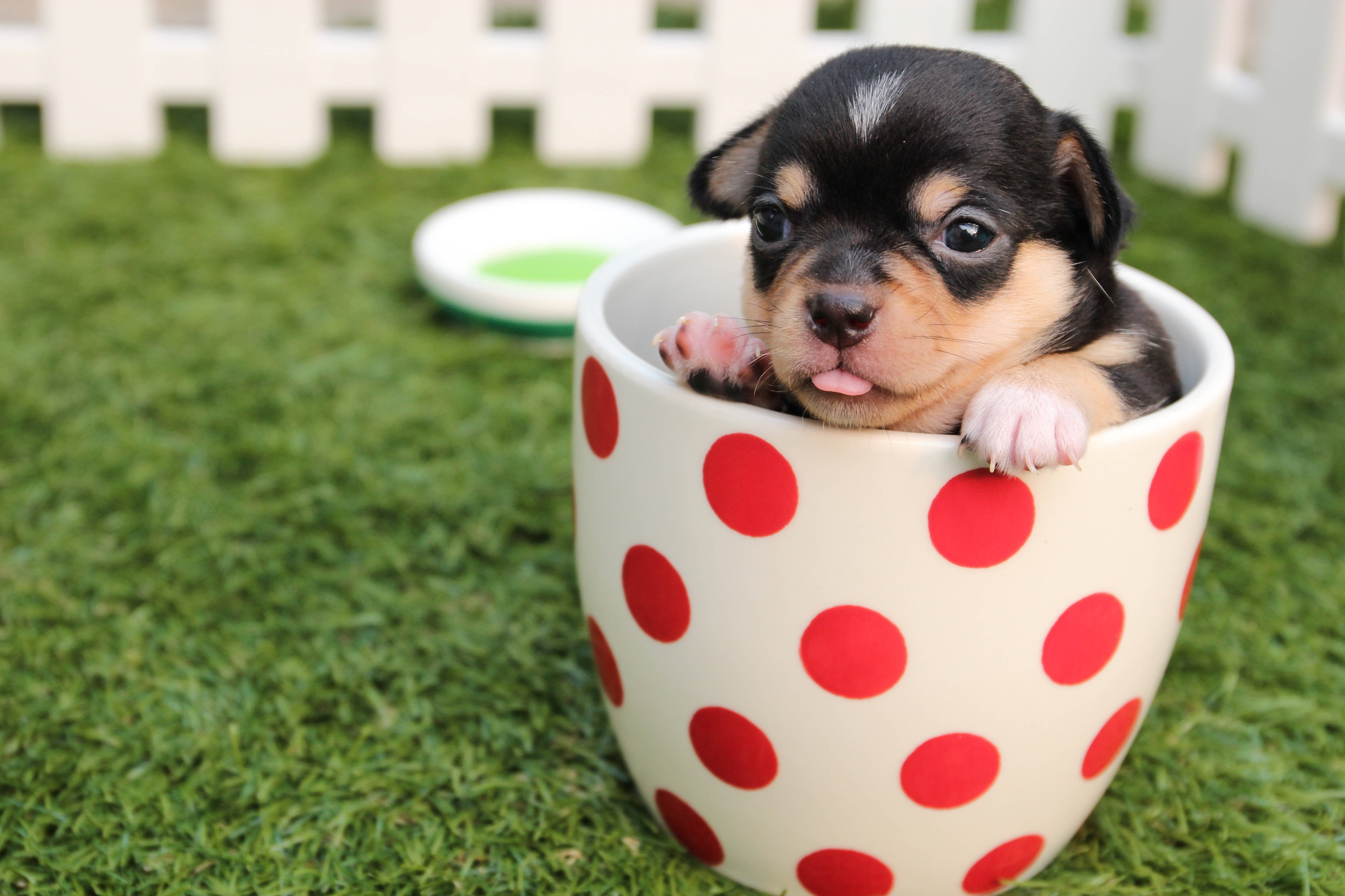 Sød Chihuahua Hvalp i Kop Wallpapers