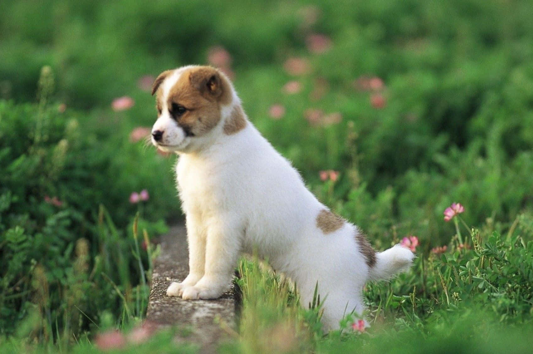 Sød fluffy hund poserer til kameraet Wallpapers