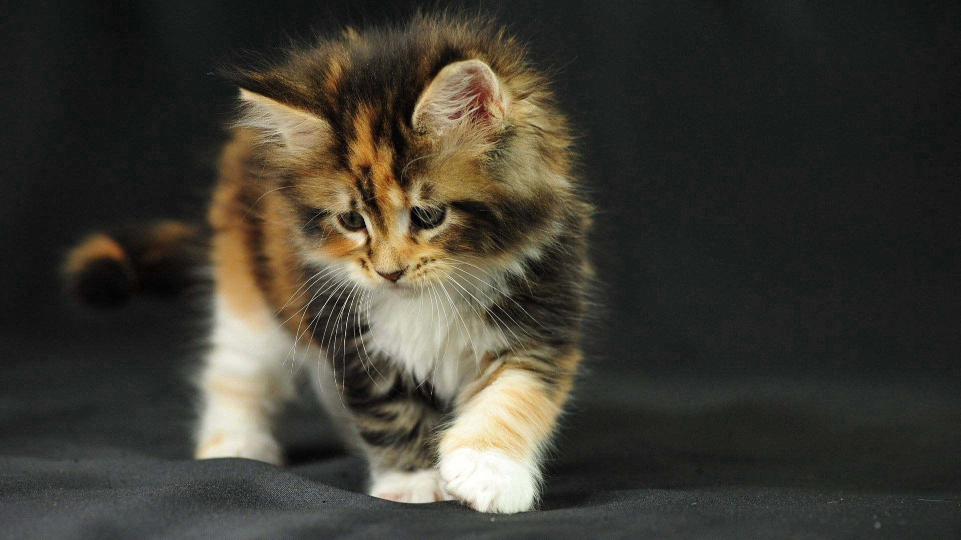 Sød fluffy killing, der hygger med sit legetøj Wallpapers