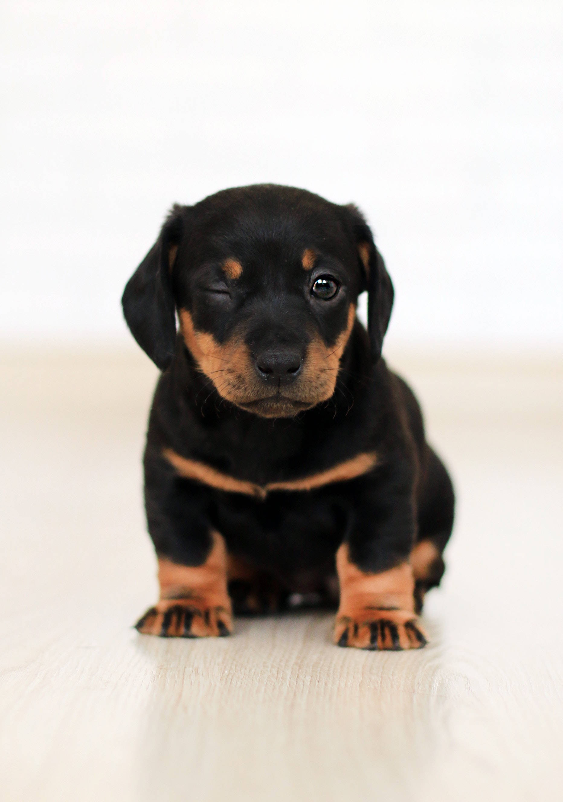 Sød gravhundehvalp Wallpapers