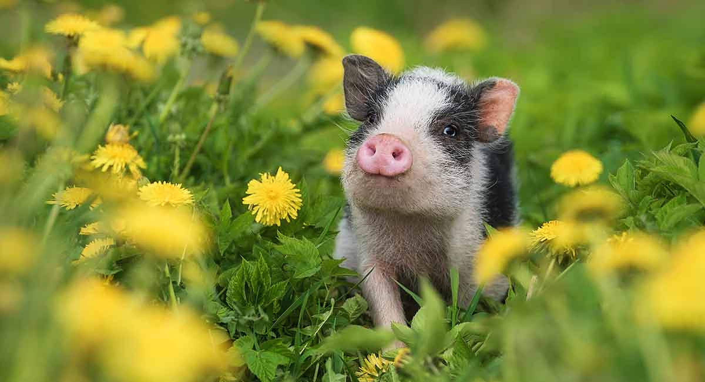 Sød gris på blomstereng Wallpapers