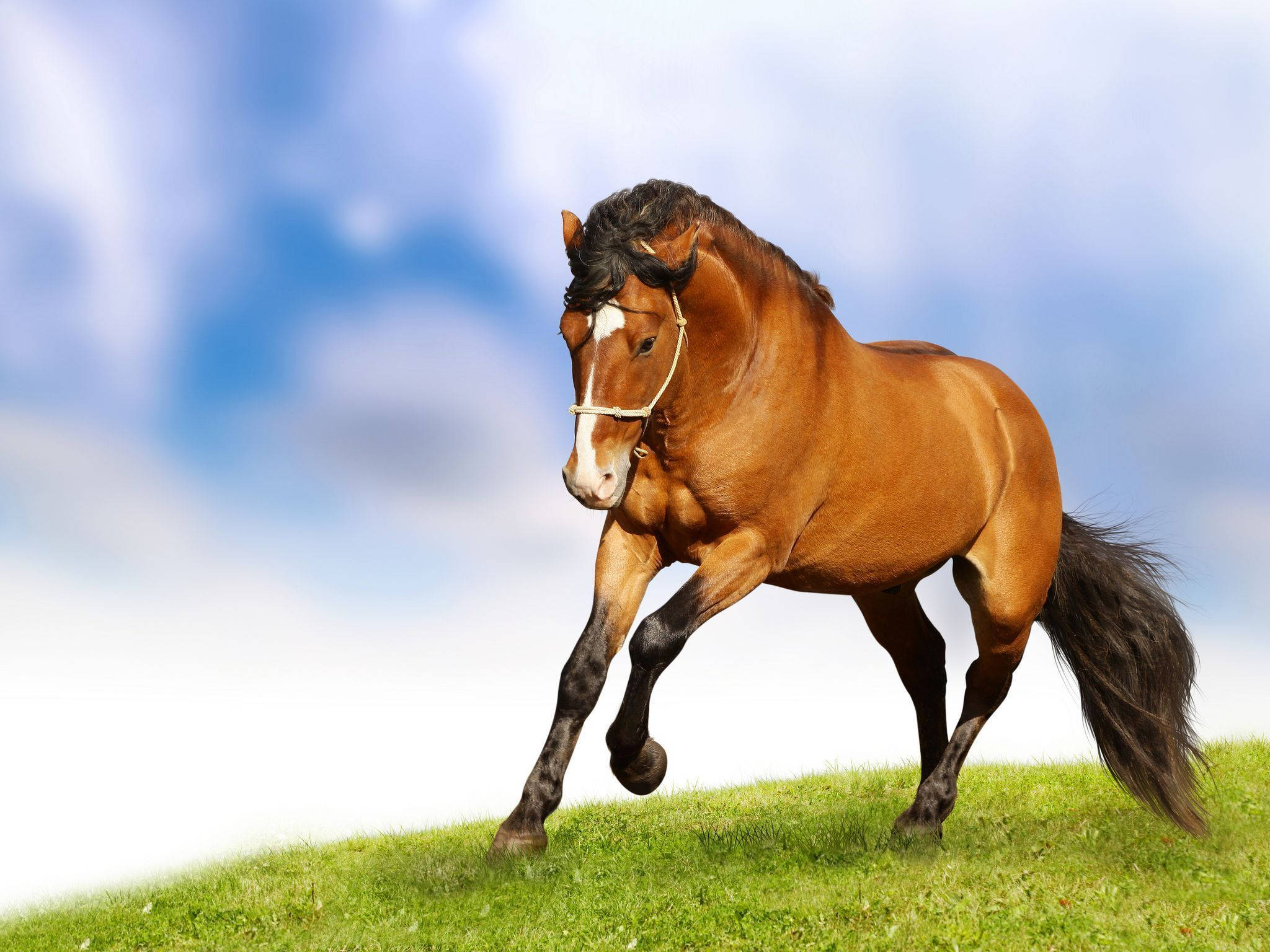 Sød hest der løber på marken Wallpapers