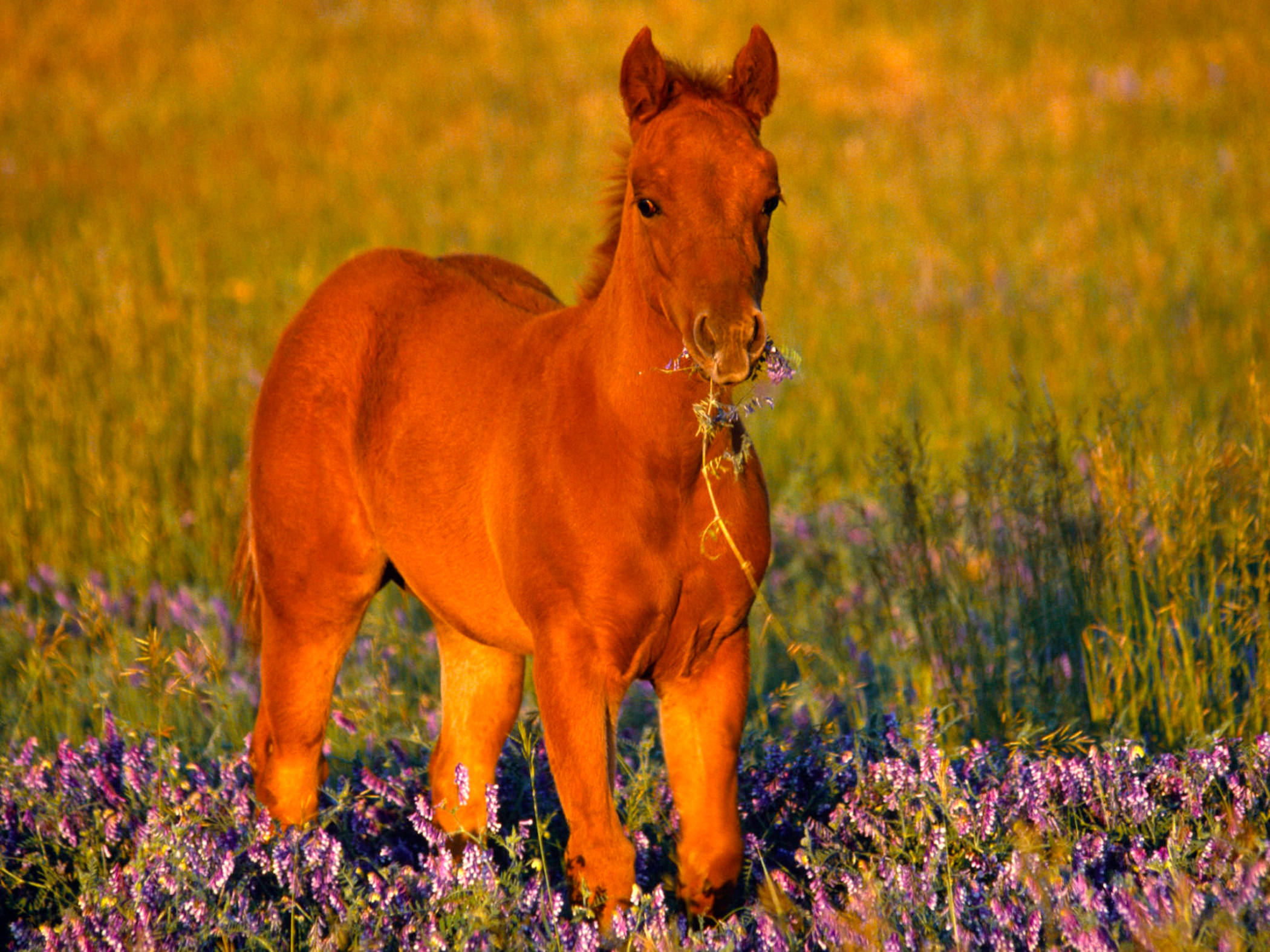 Sød hest, der spiser lavendel Wallpapers