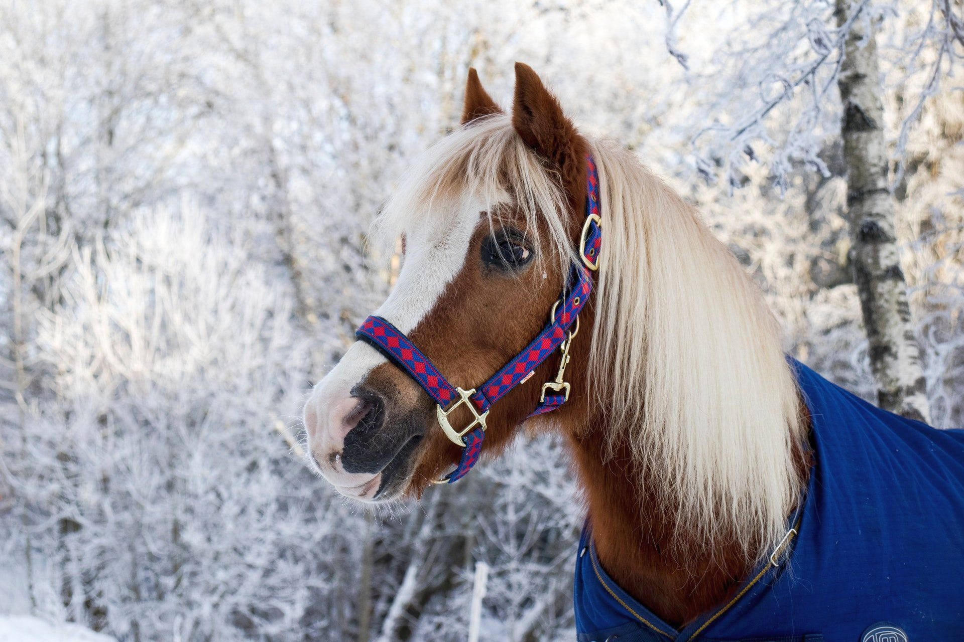 Sød hest i blåt outfit Wallpapers