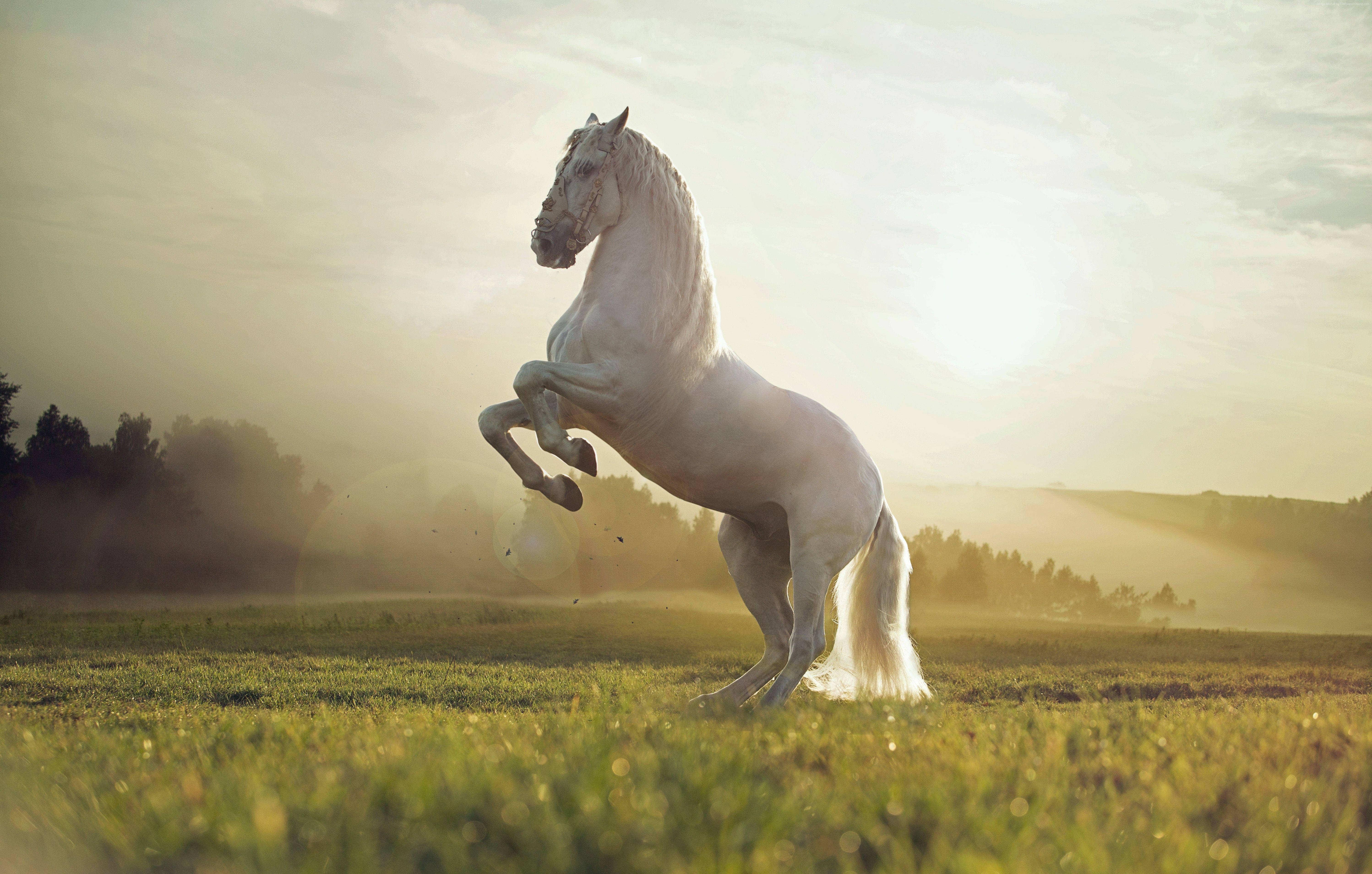 Sød hest i majestætisk positur Wallpapers