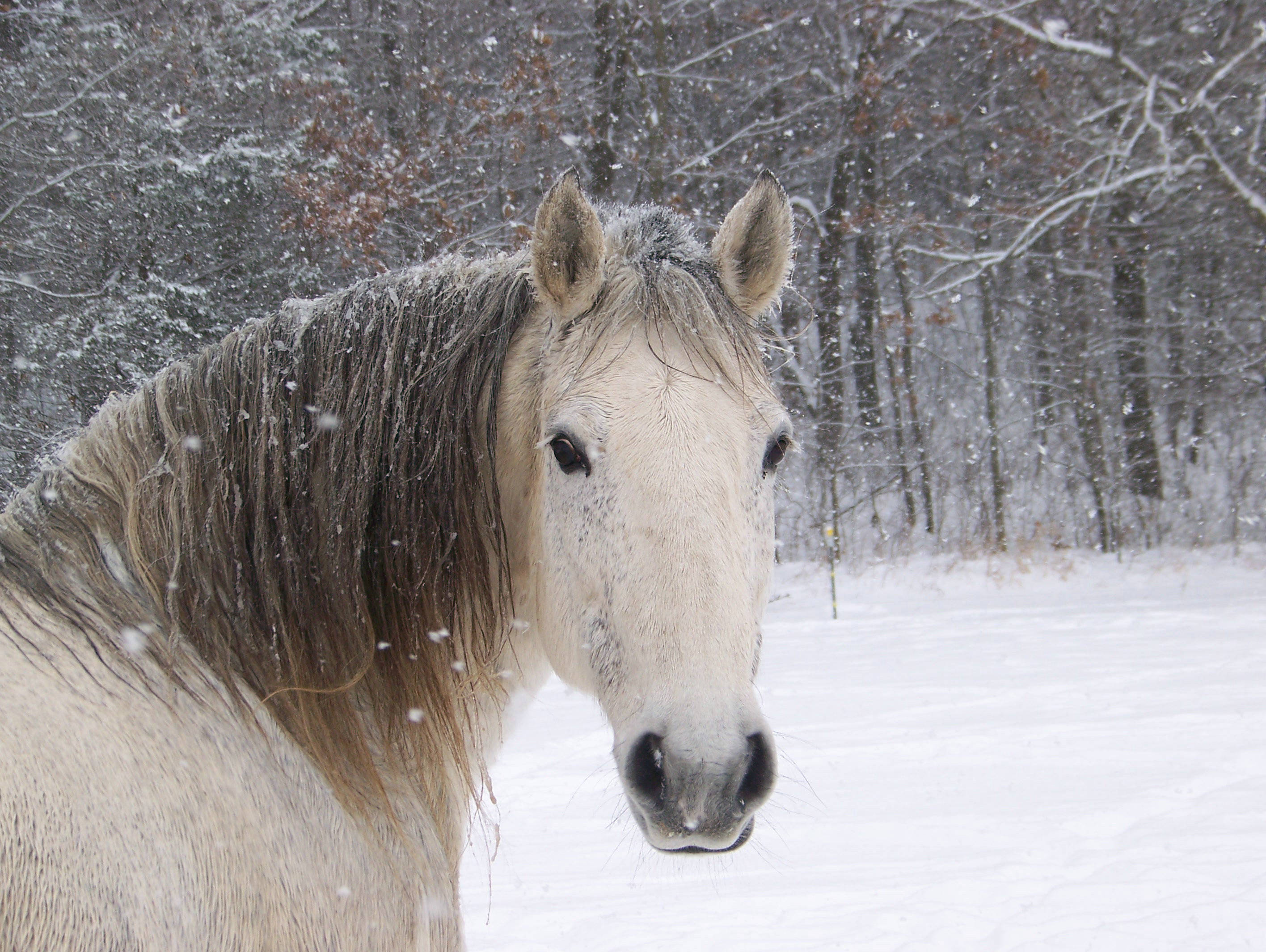 Sød hest i sneklædt skov Wallpapers
