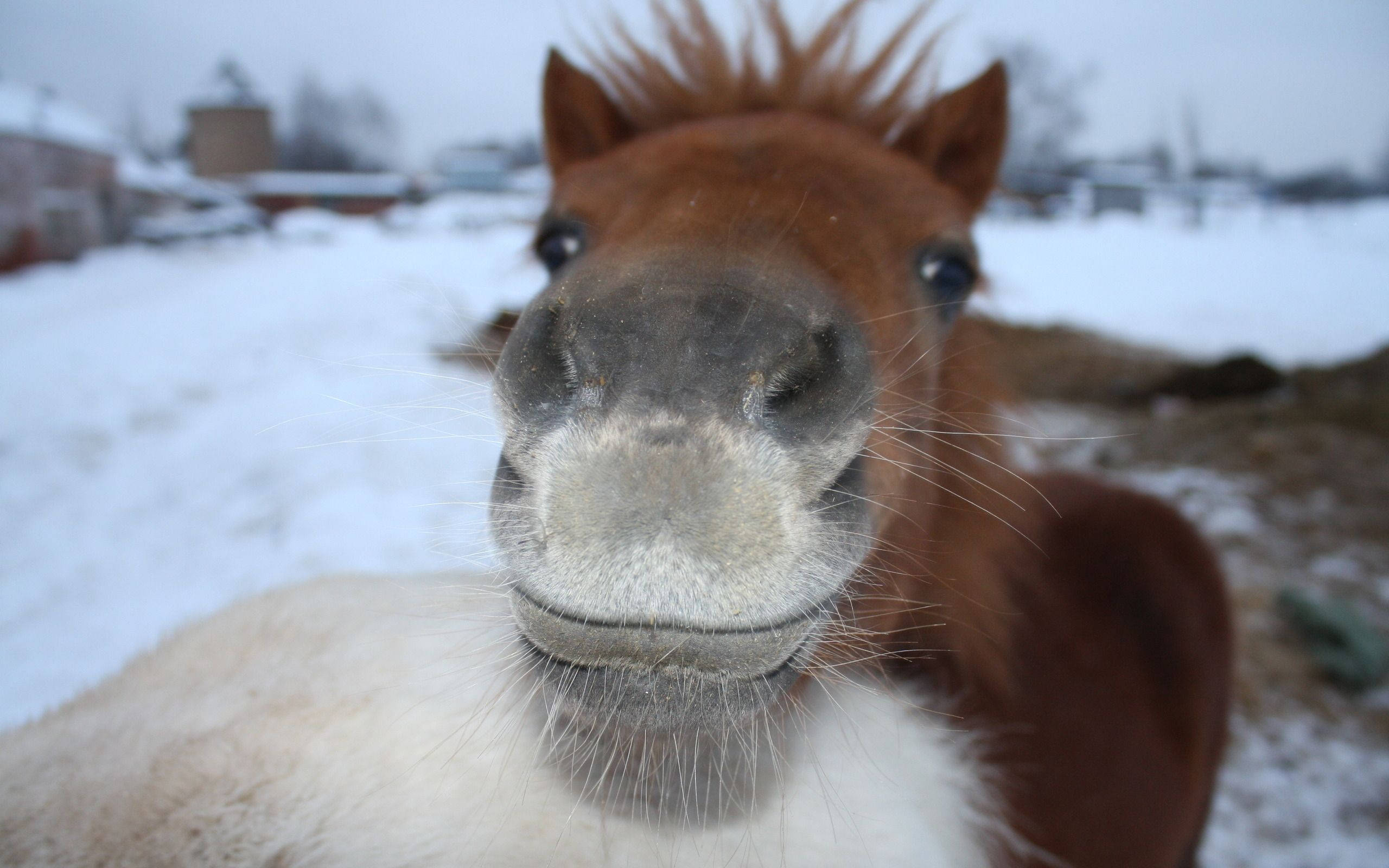 Sød hest med hvid læbe Wallpapers