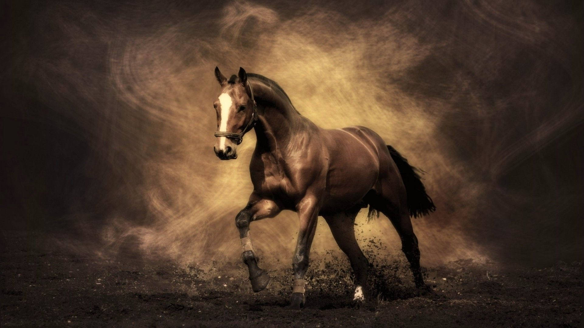 Sød hest med hvid aftegning Wallpapers