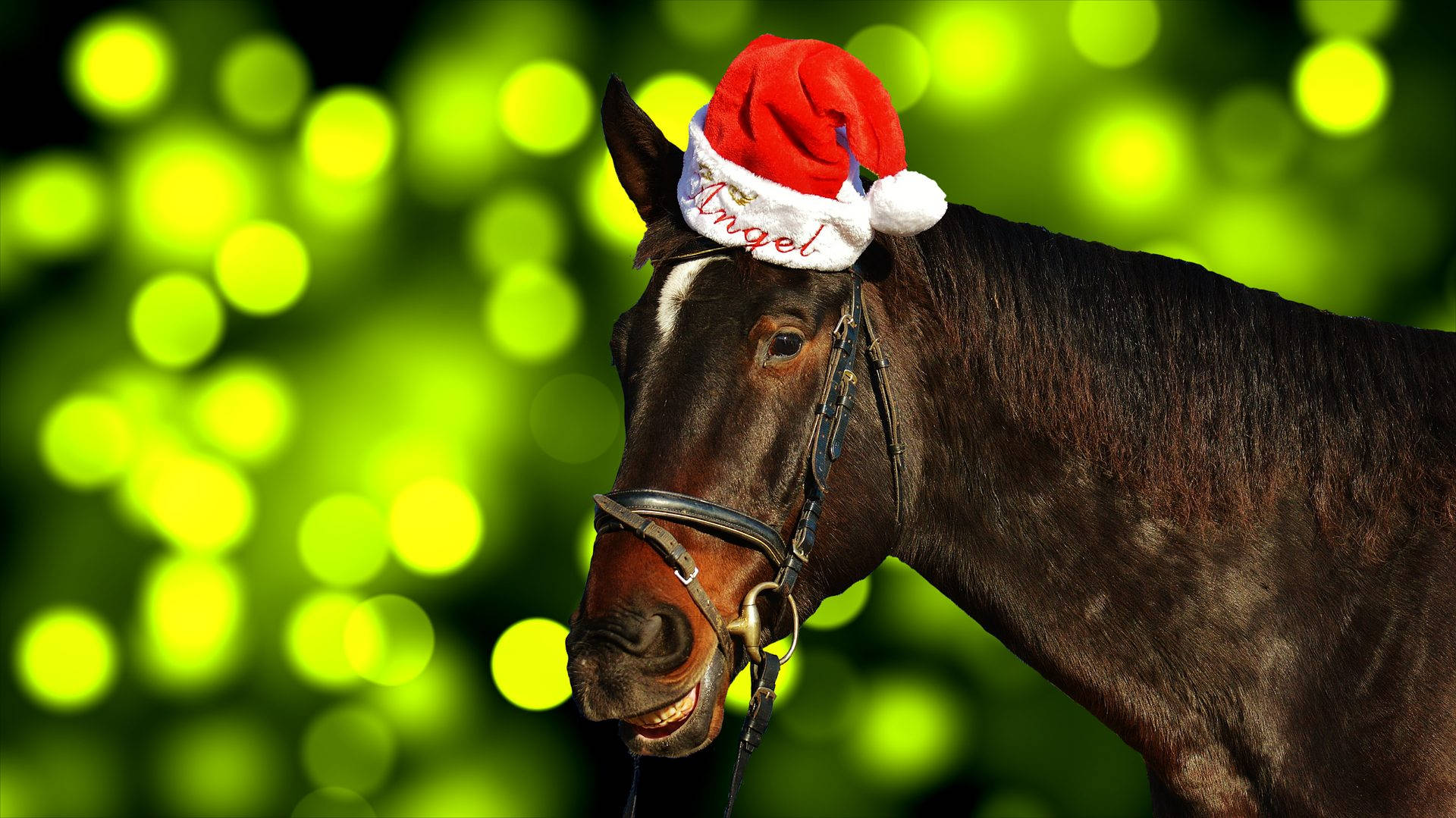 Sød hest med julemandshue til jul Wallpapers