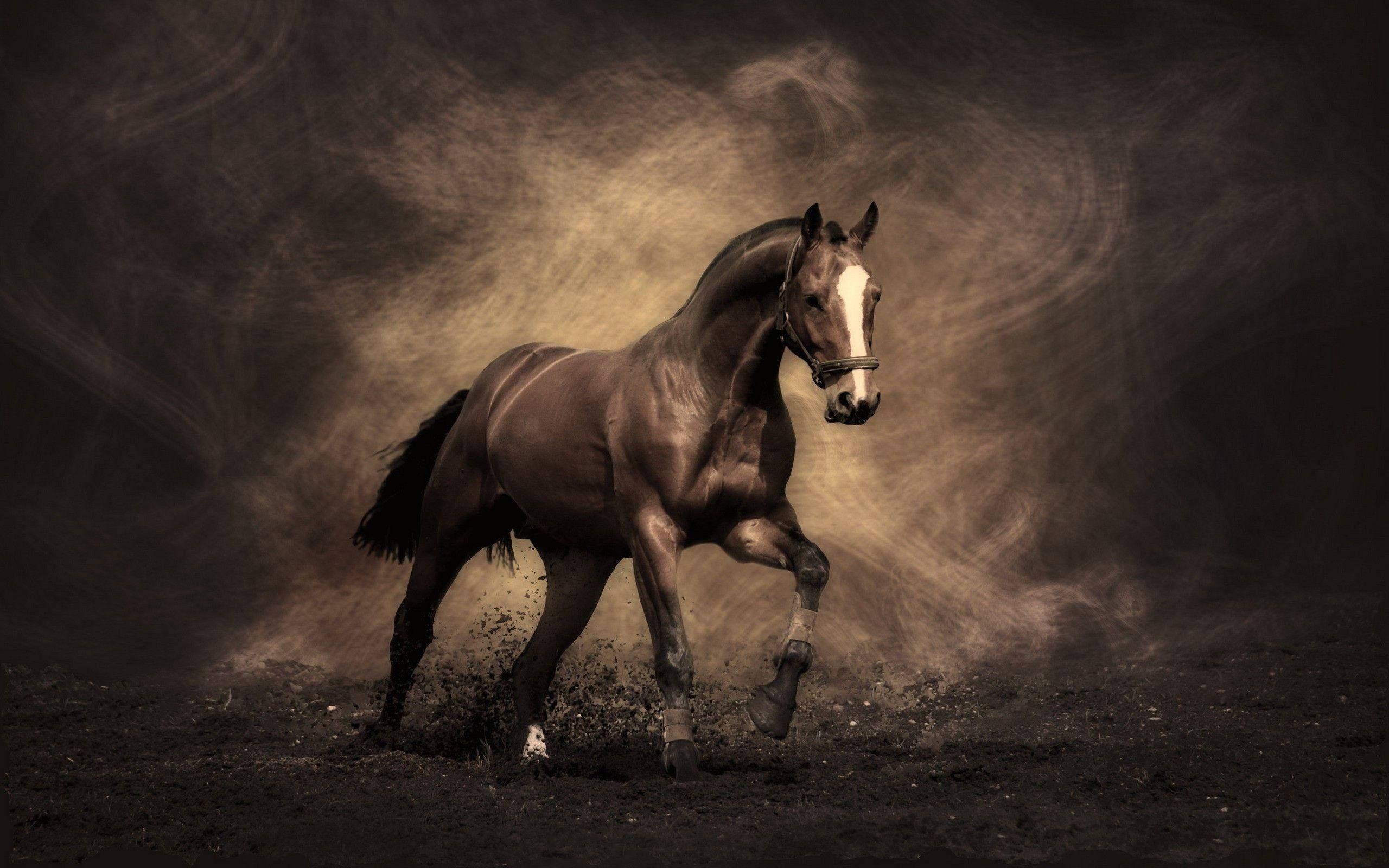 Sød hest mørk grafik Wallpapers