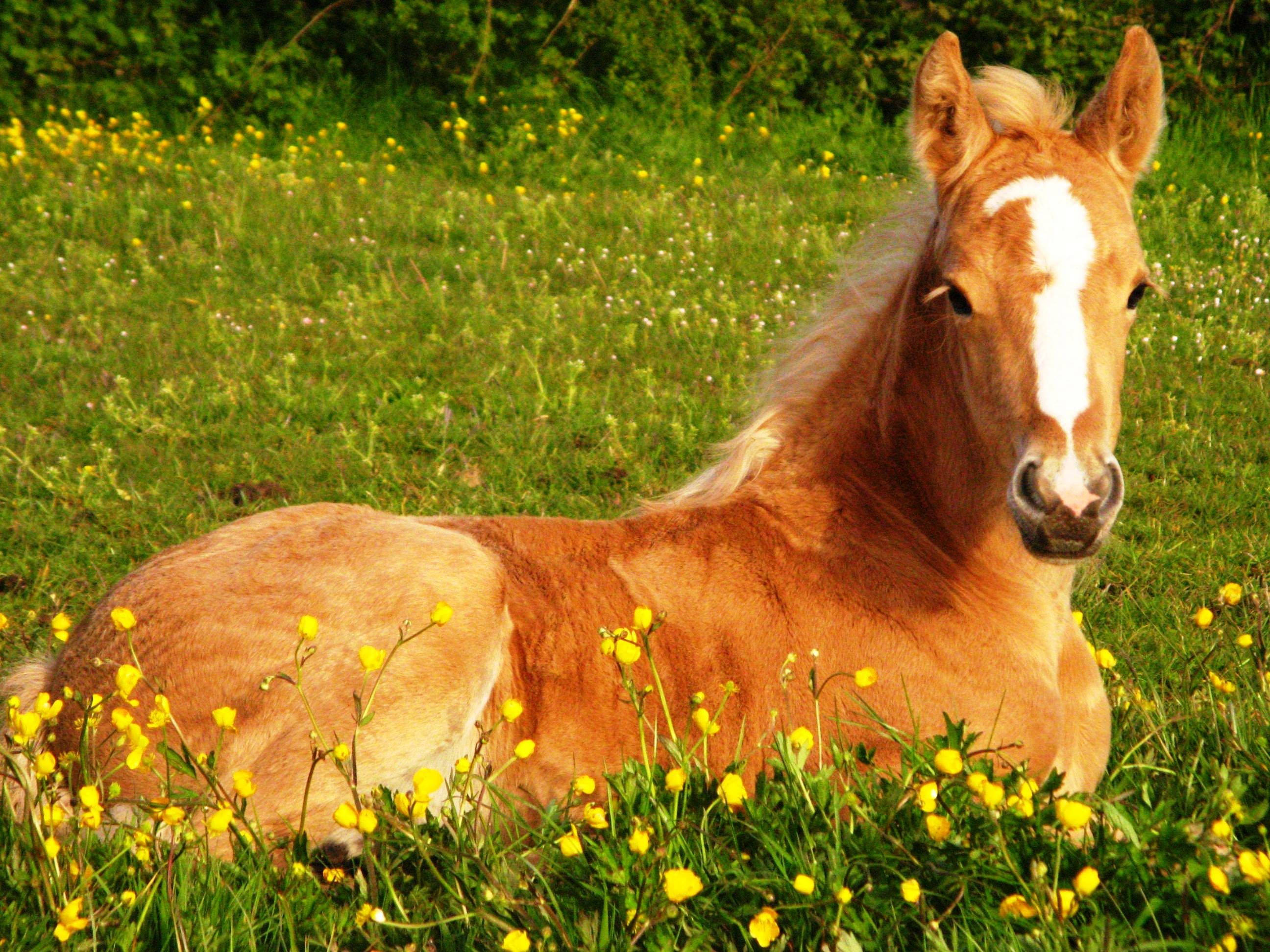Sød hest og gule blomster Wallpapers