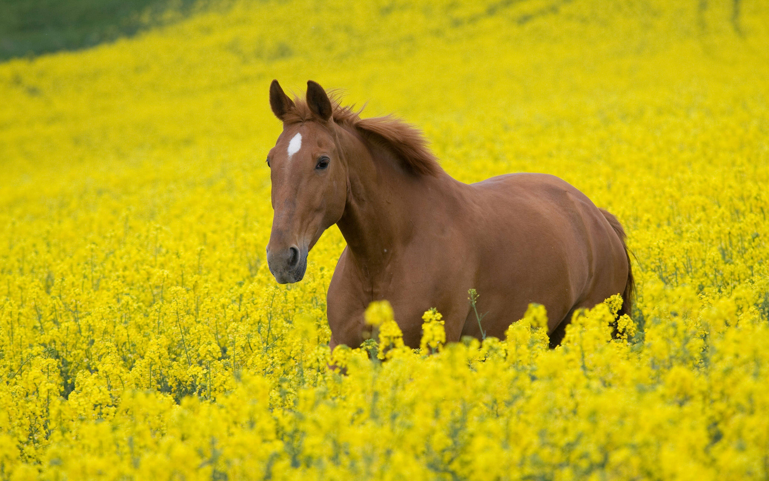 Sød hest på blomstereng Wallpapers