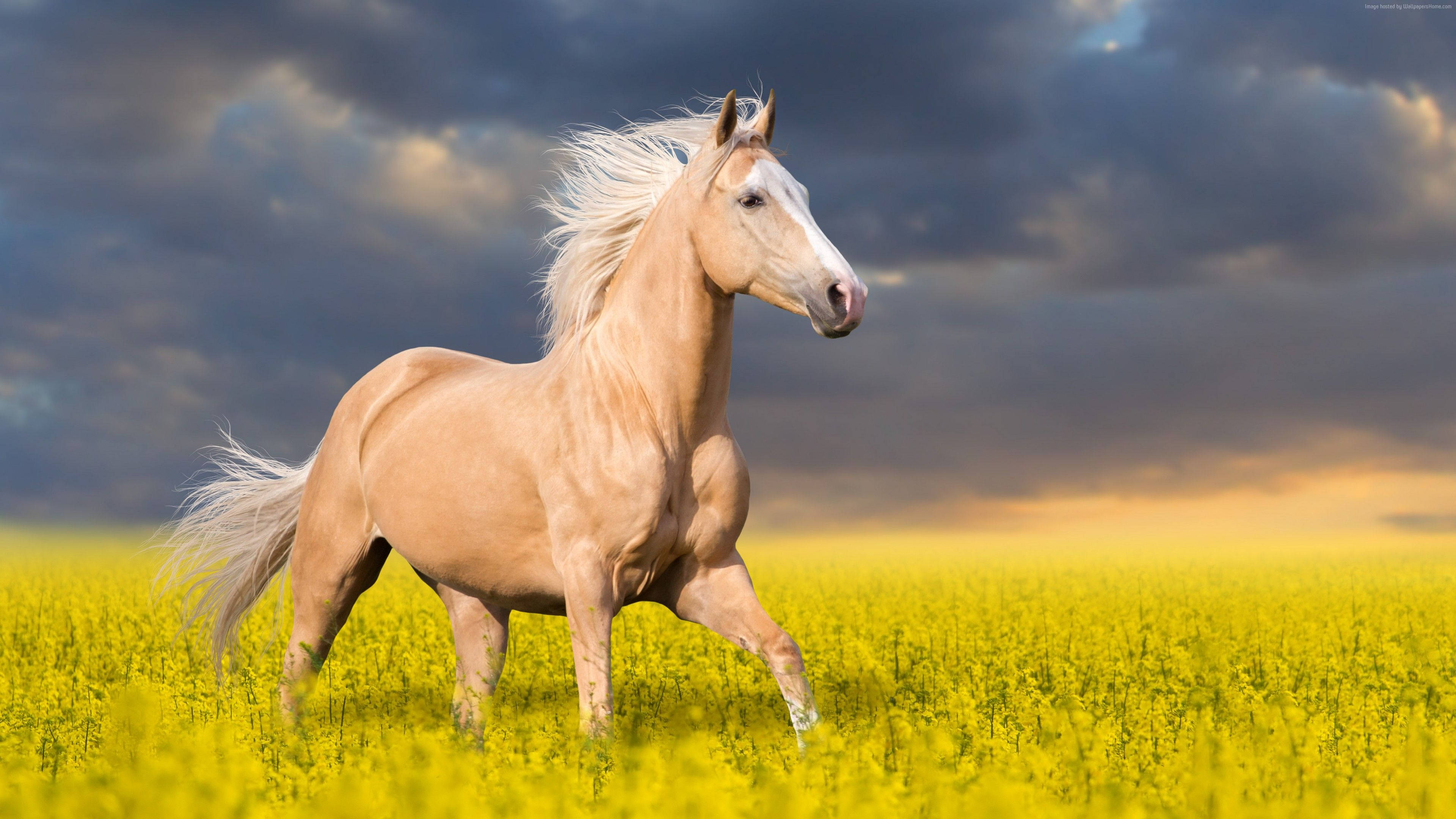 Sød hest på engen Wallpapers