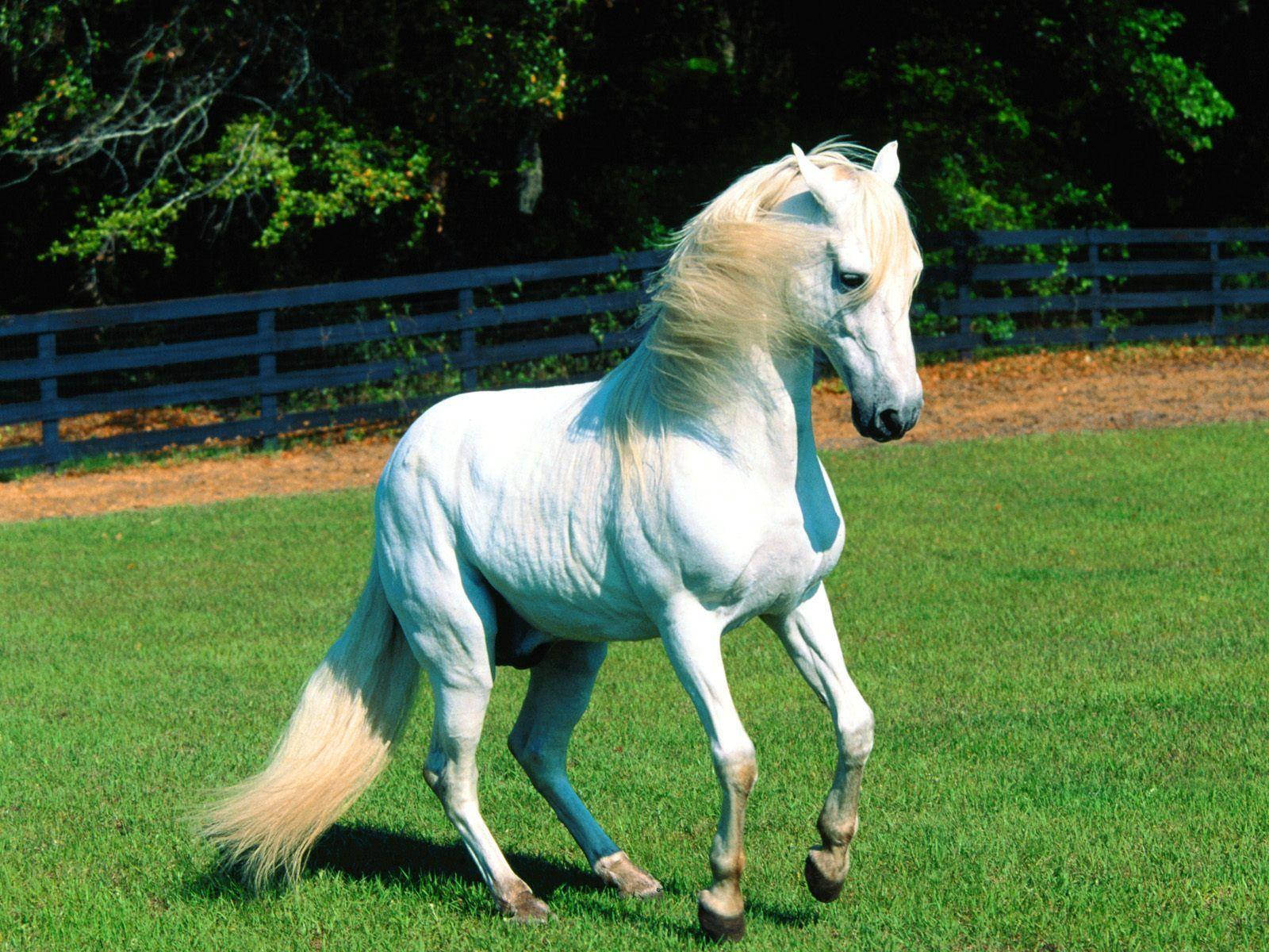 Sød hest på grøn mark Wallpapers