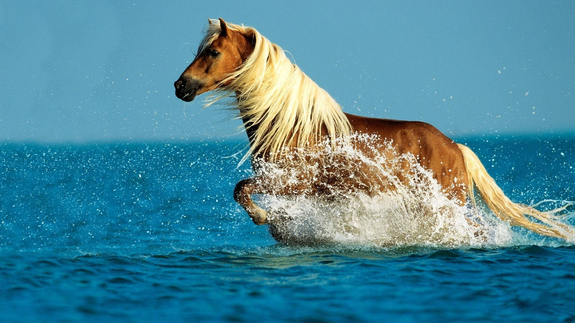 Sød hest på vandet Wallpapers