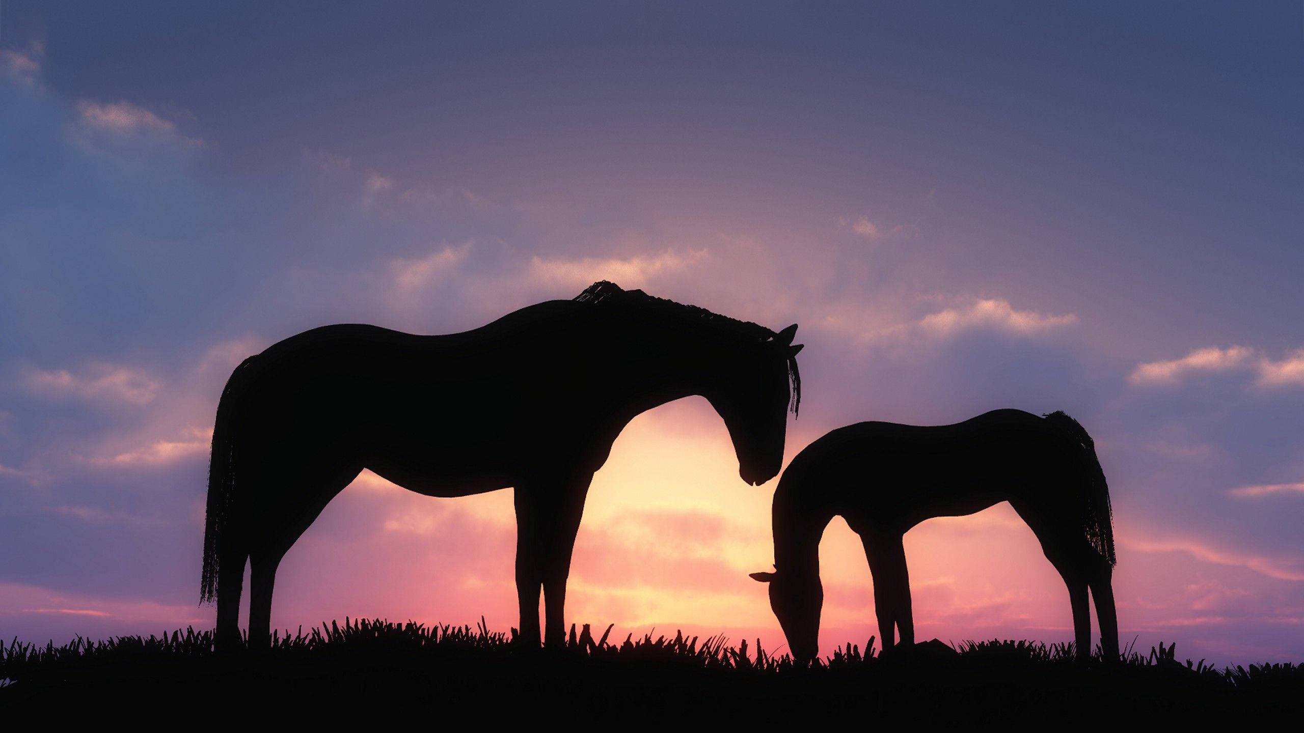 Sød hestesilhuet ved solnedgang Wallpapers