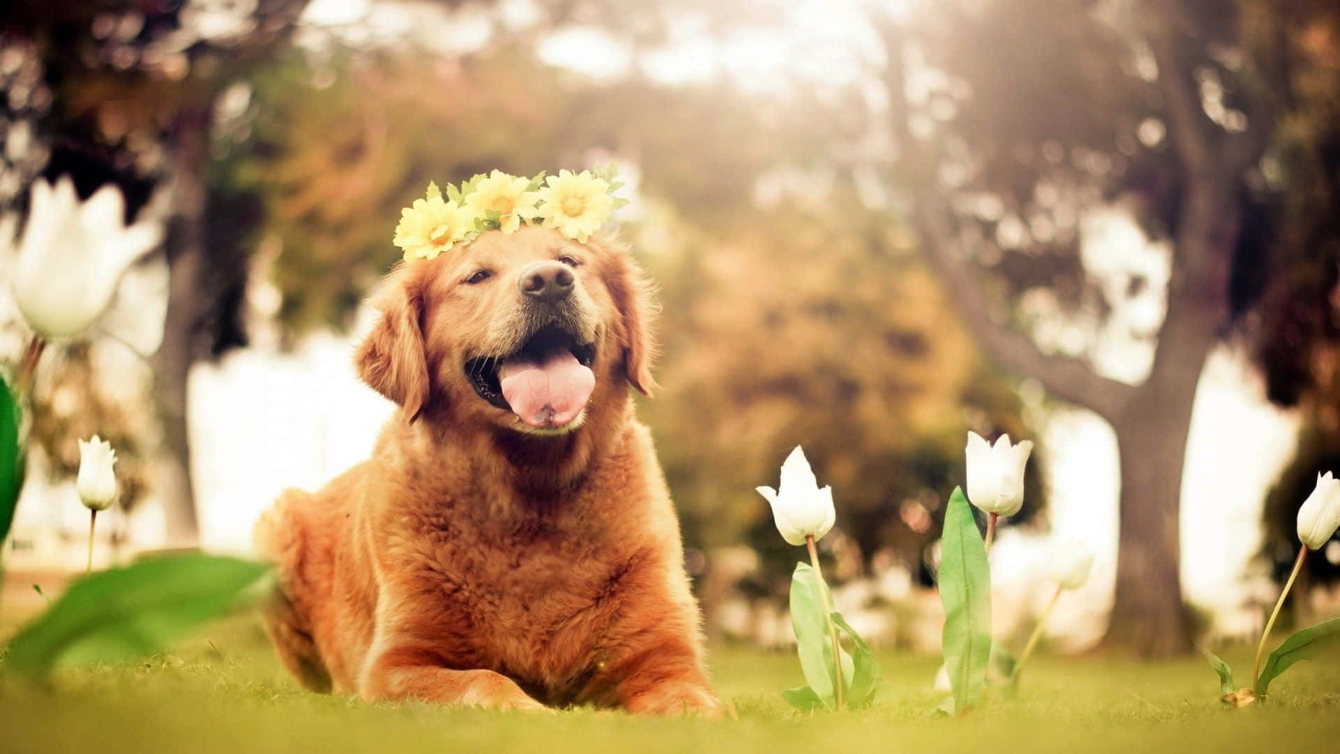 Sød hund, der slapper af på en solrig dag Wallpapers