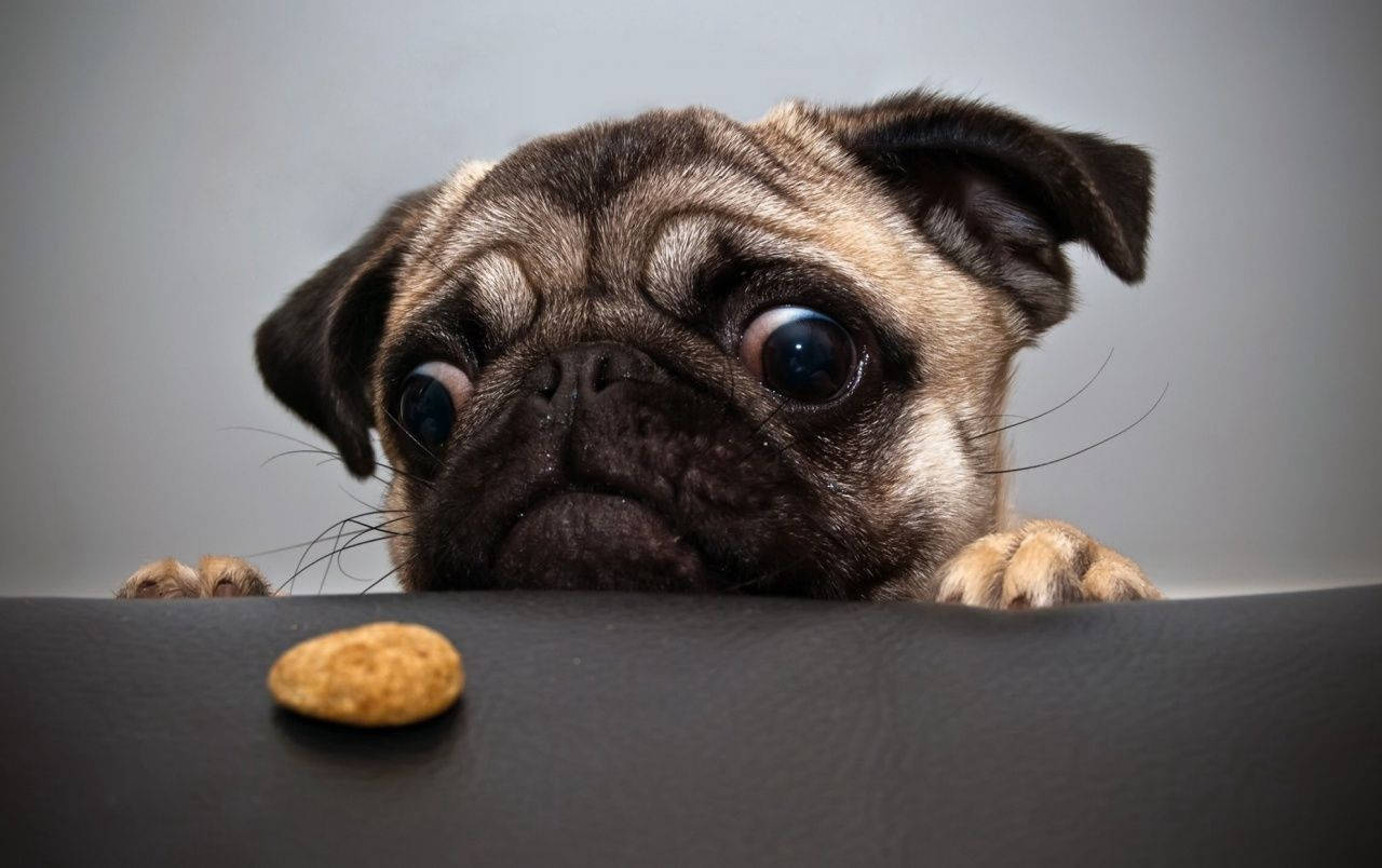 Sød hund kigger på nøddeskal Wallpapers