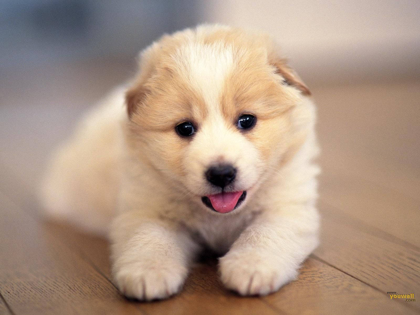 Sød hund med lille tunge ude Wallpapers