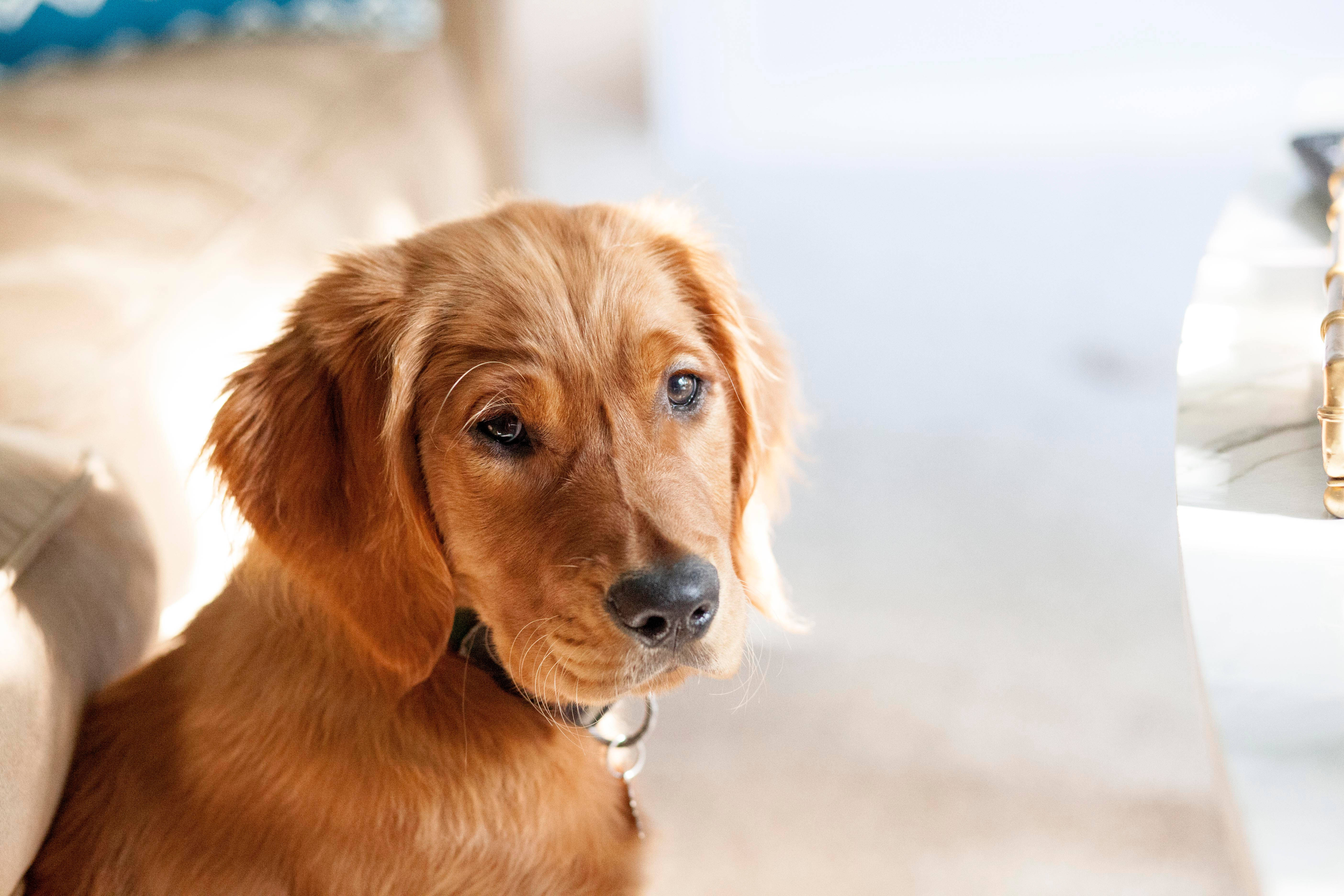 Sød hund på gulvet Wallpapers