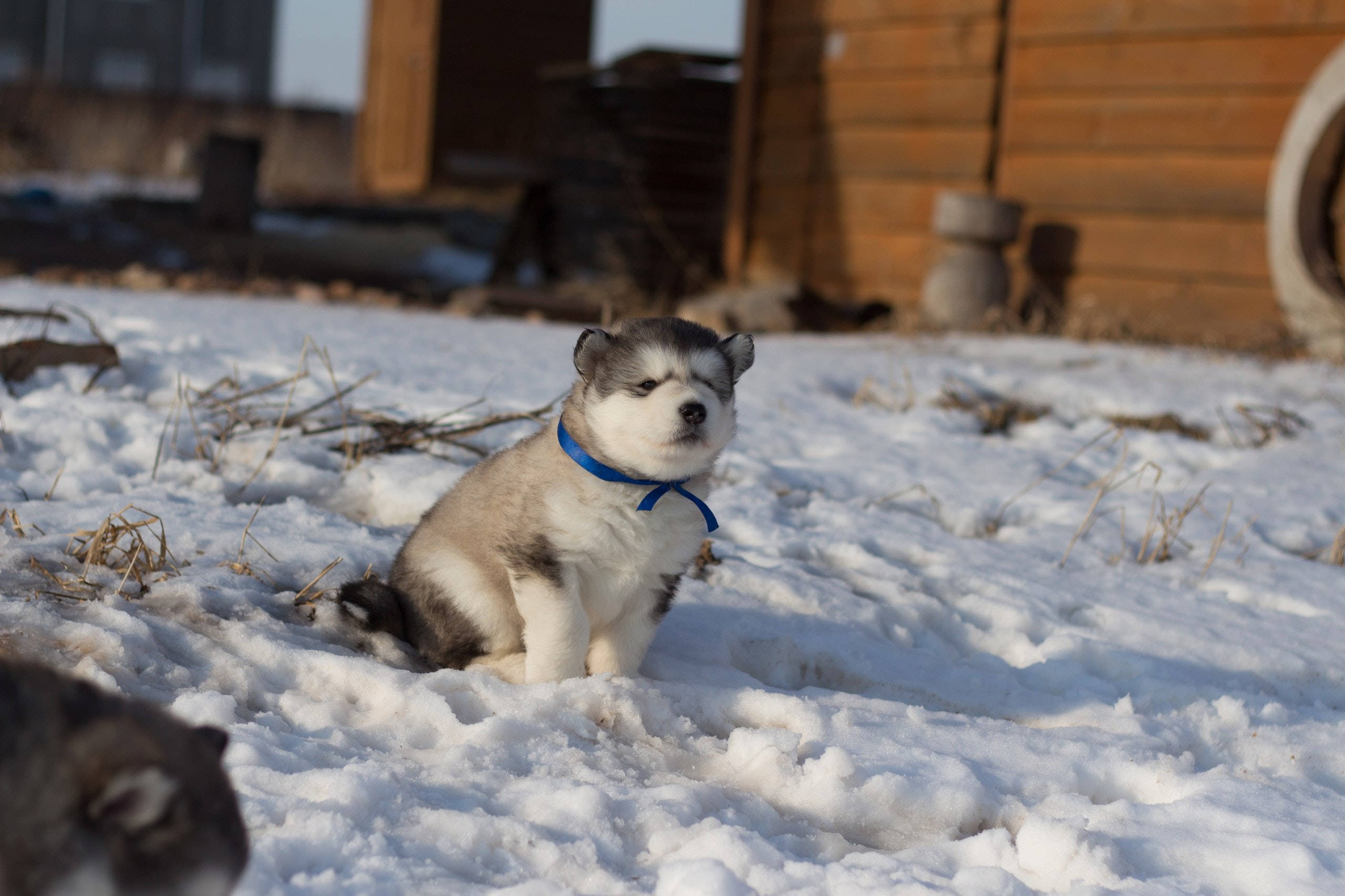 Sød husky med blå halsbånd Wallpapers