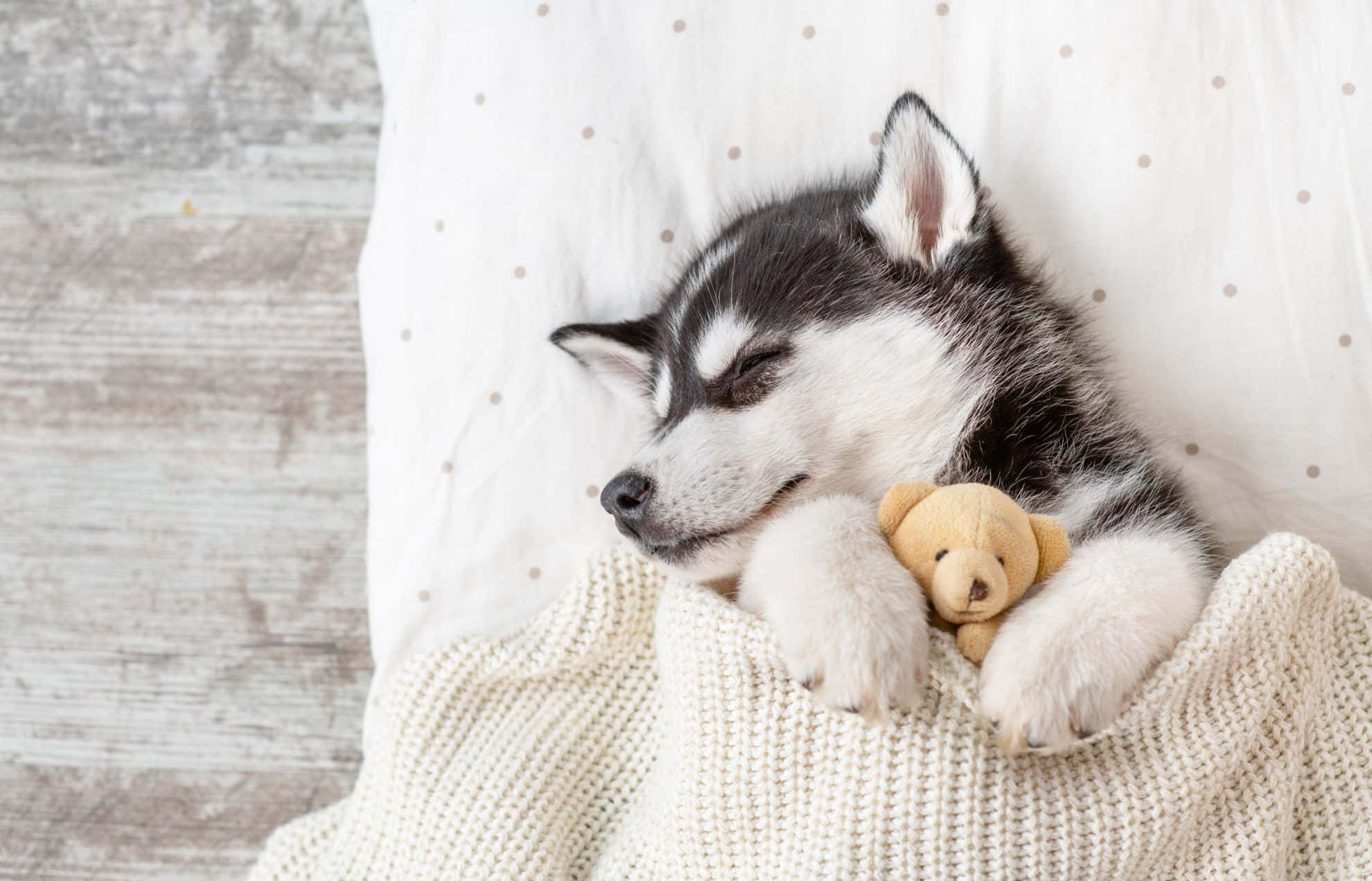 Sød hvalp af husky sover med bamse Wallpapers