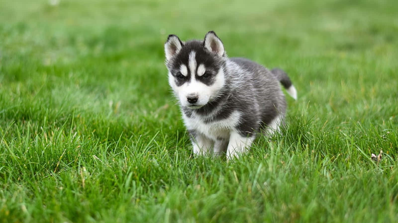 Sød hvalp af husky leger i græsset Wallpapers