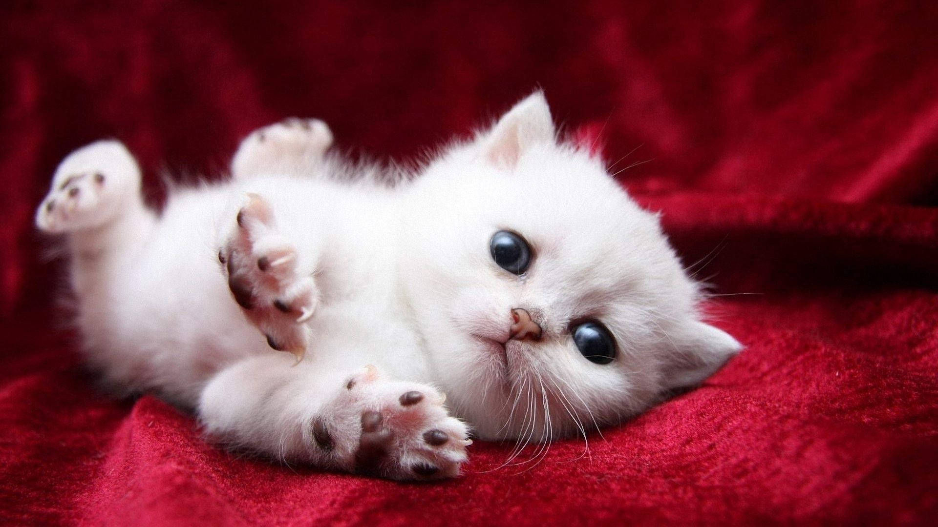 Sød hvid kat Wallpapers