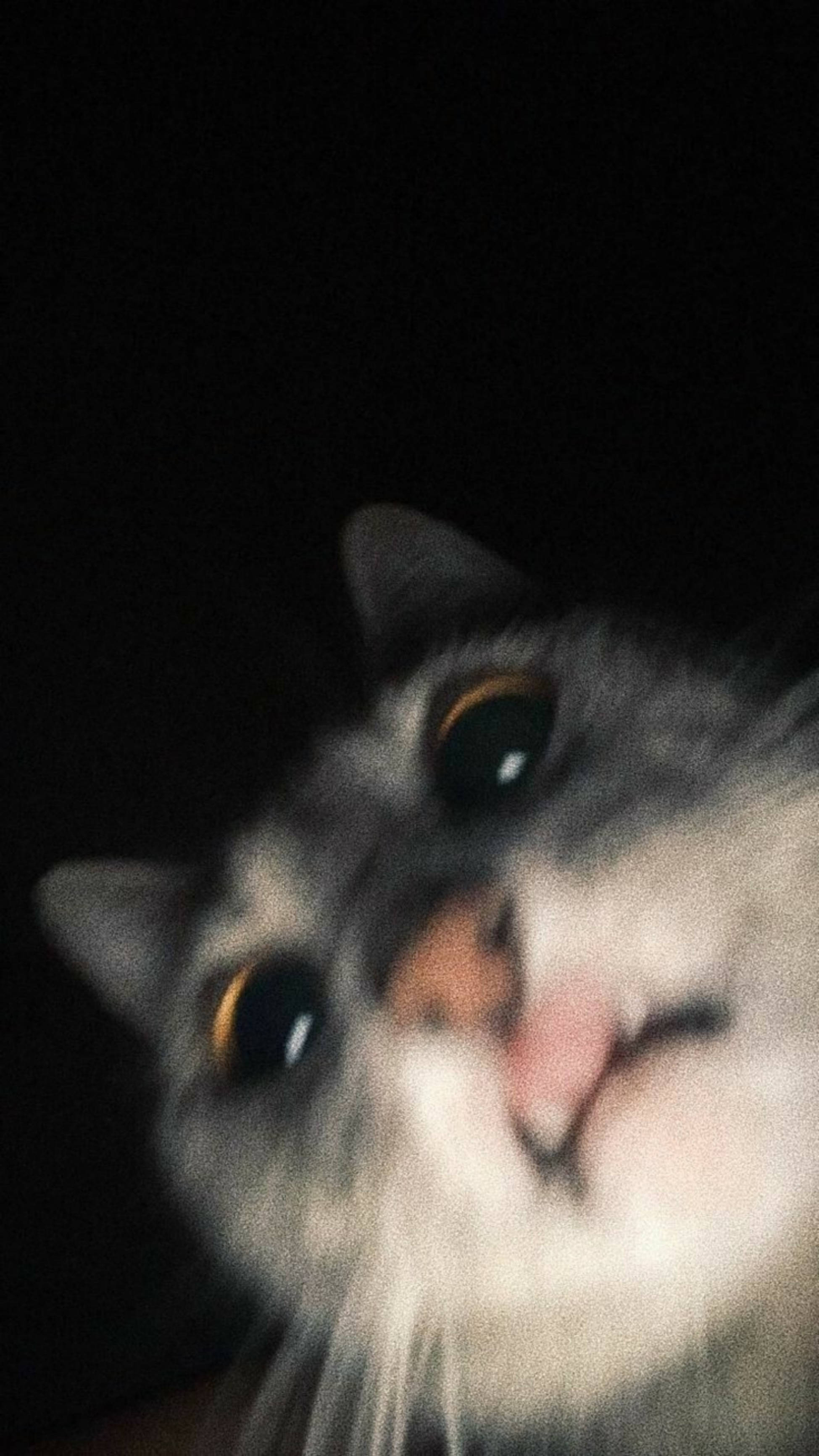 Sød kat æstetisk sjov overrasket ansigt Wallpapers