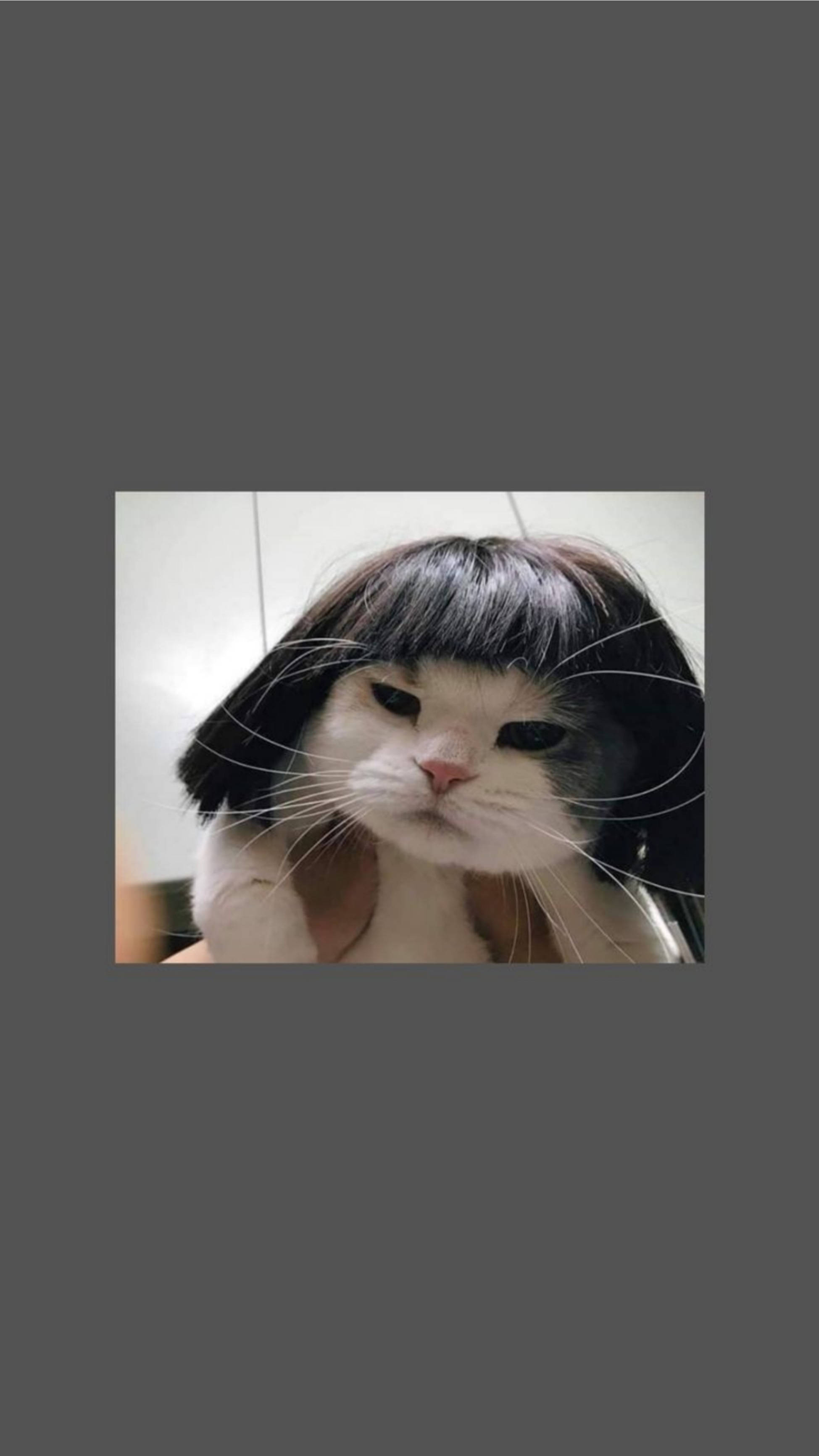 Sød kat æstetisk sjov kort paryk Wallpapers