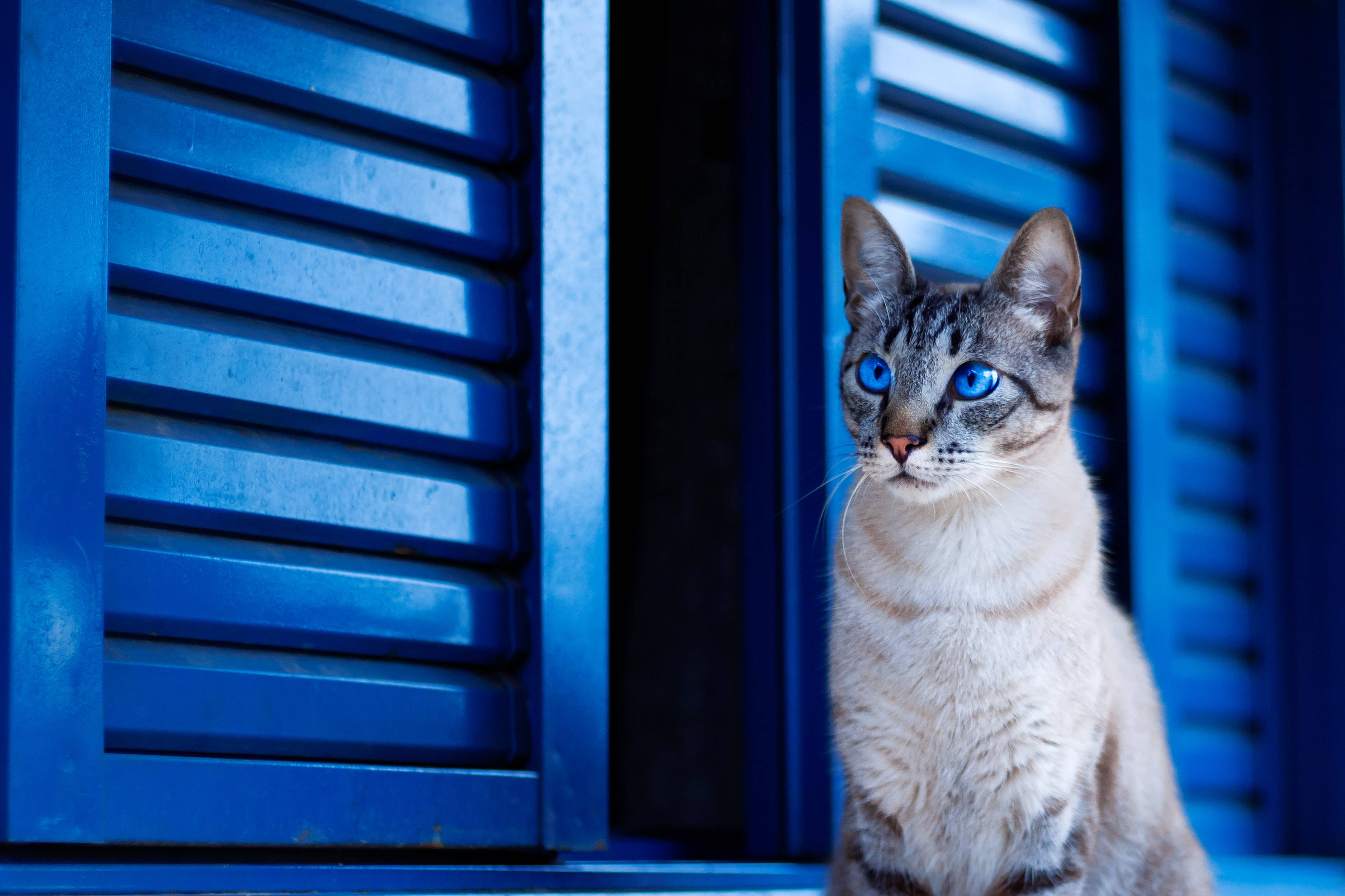 Sød kat blå skodder Wallpapers