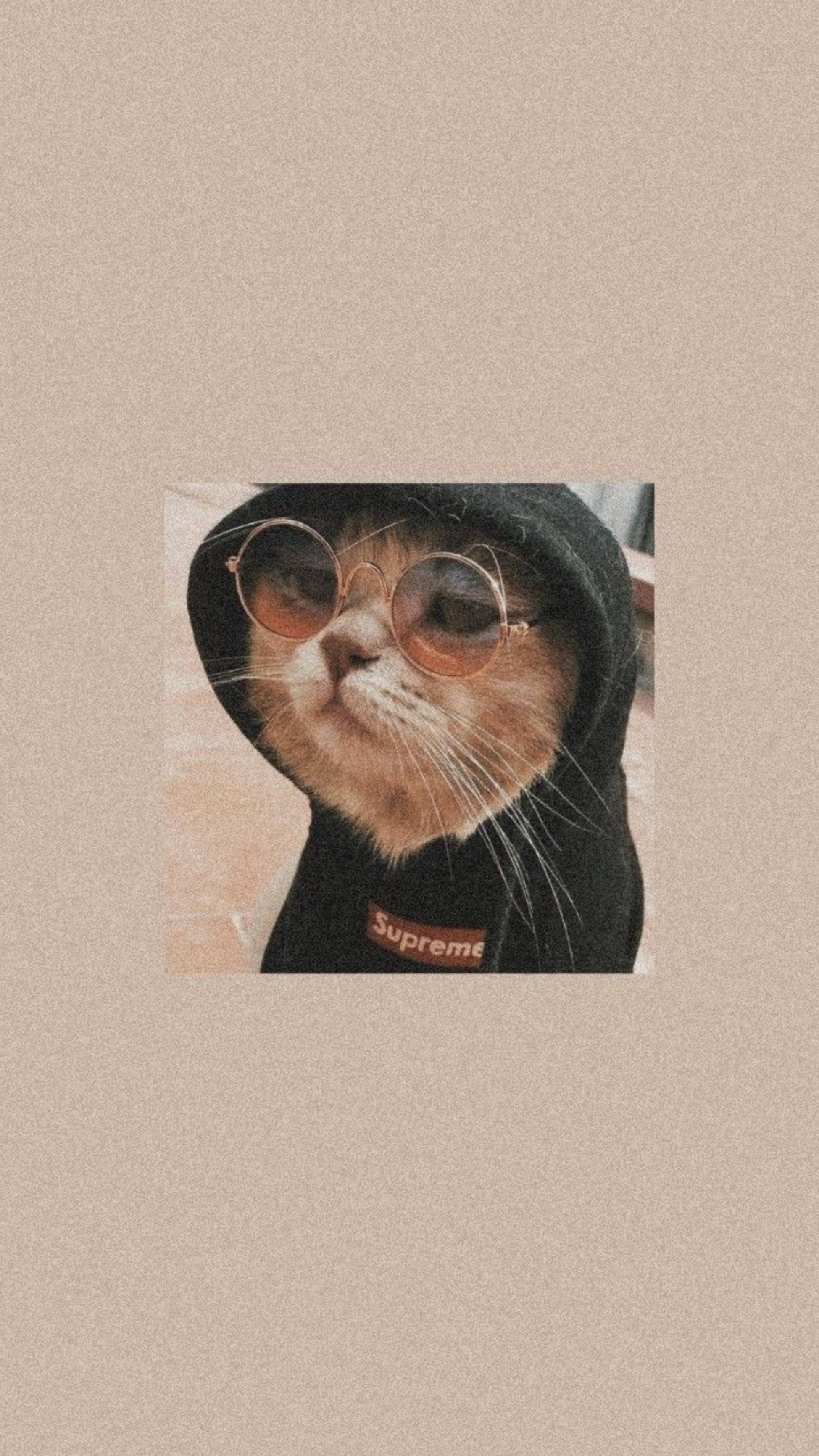 Sød kat i æstetisk sort hættetrøje Wallpapers