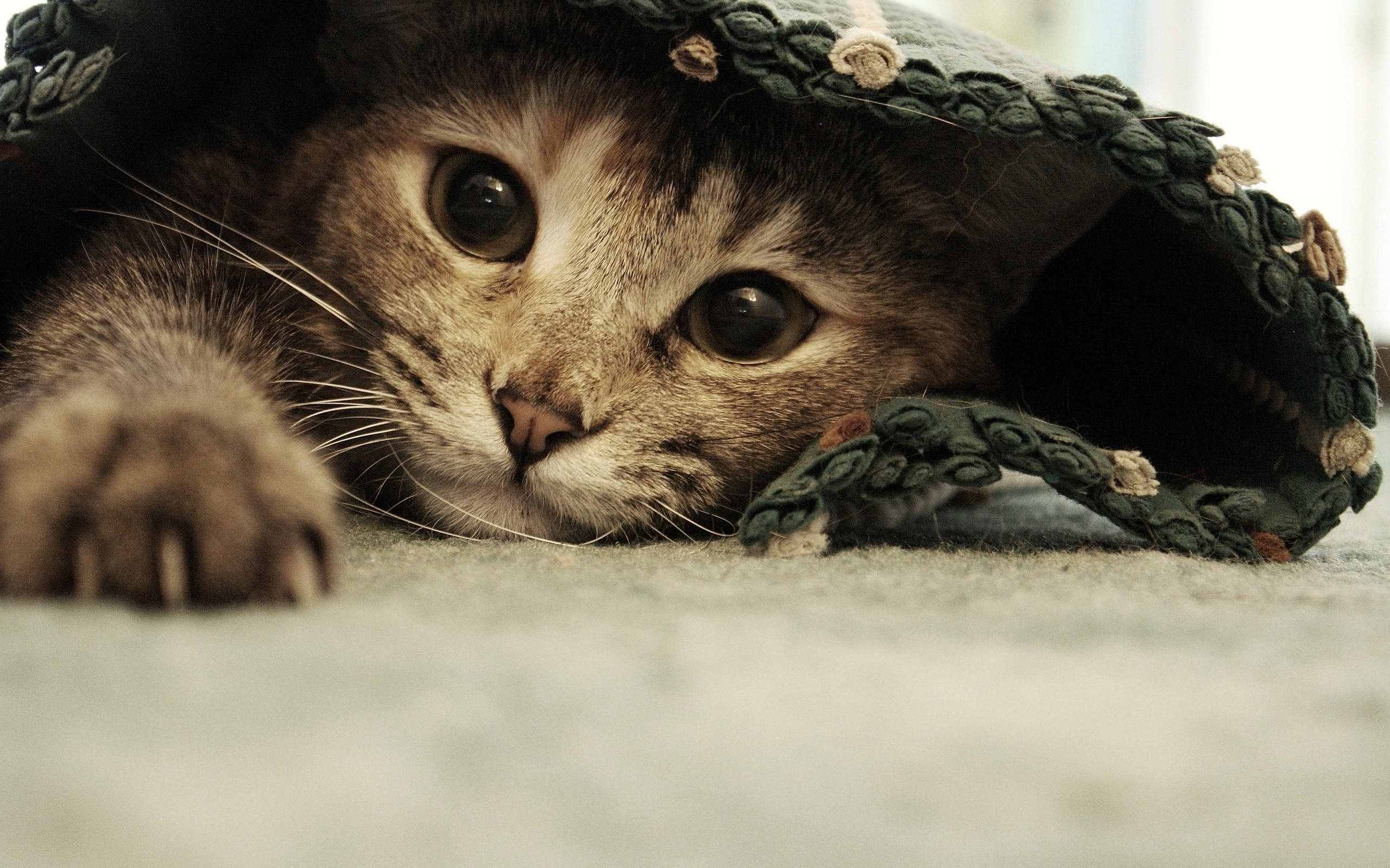 Sød kat i tæppe Wallpapers
