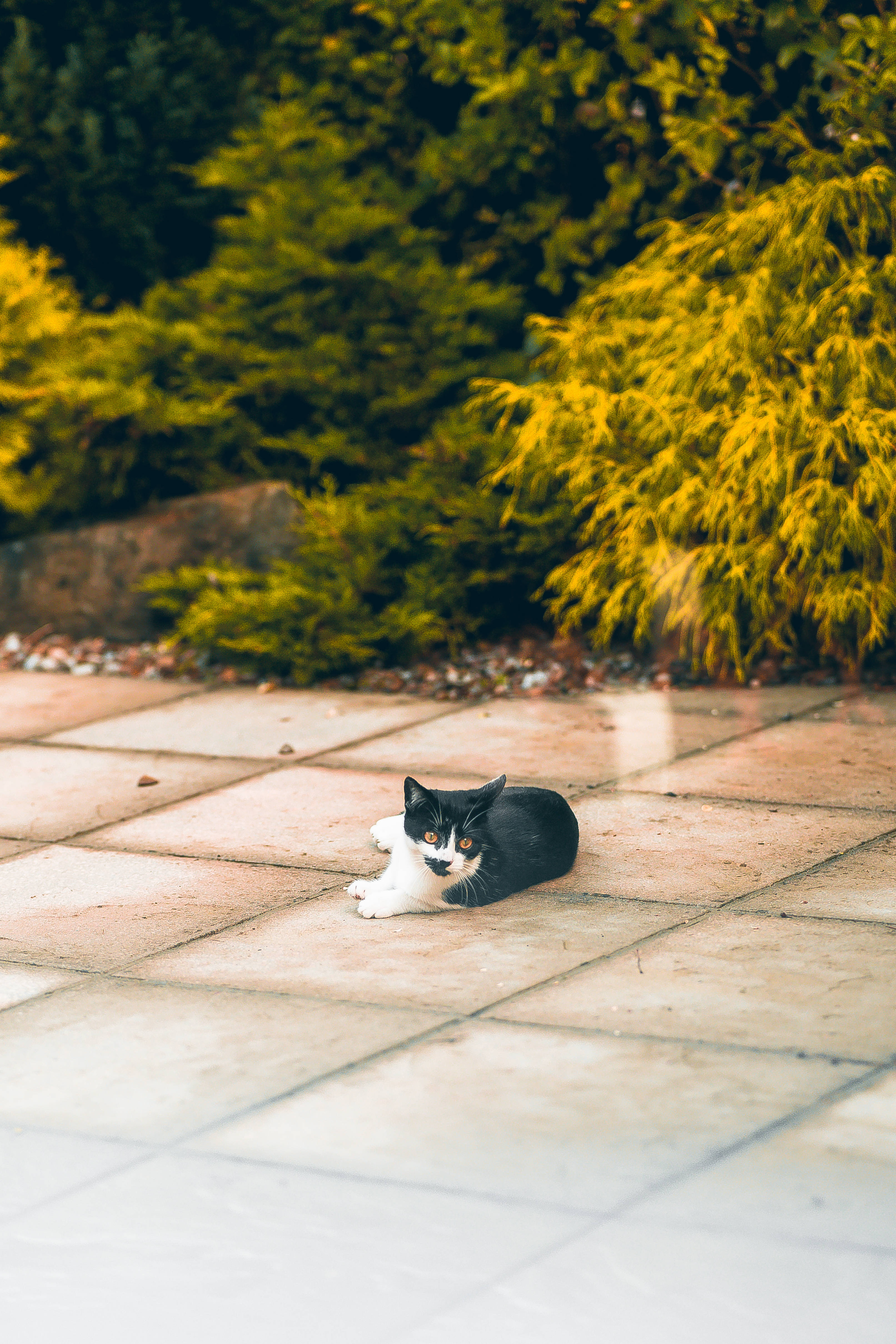 Sød kat kigger til siden Wallpapers