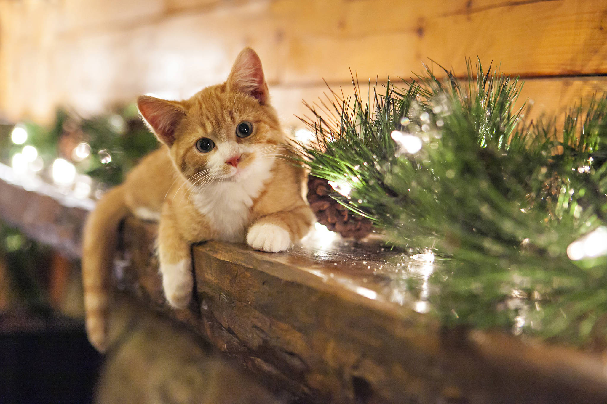 Sød kat med julepynt Wallpapers