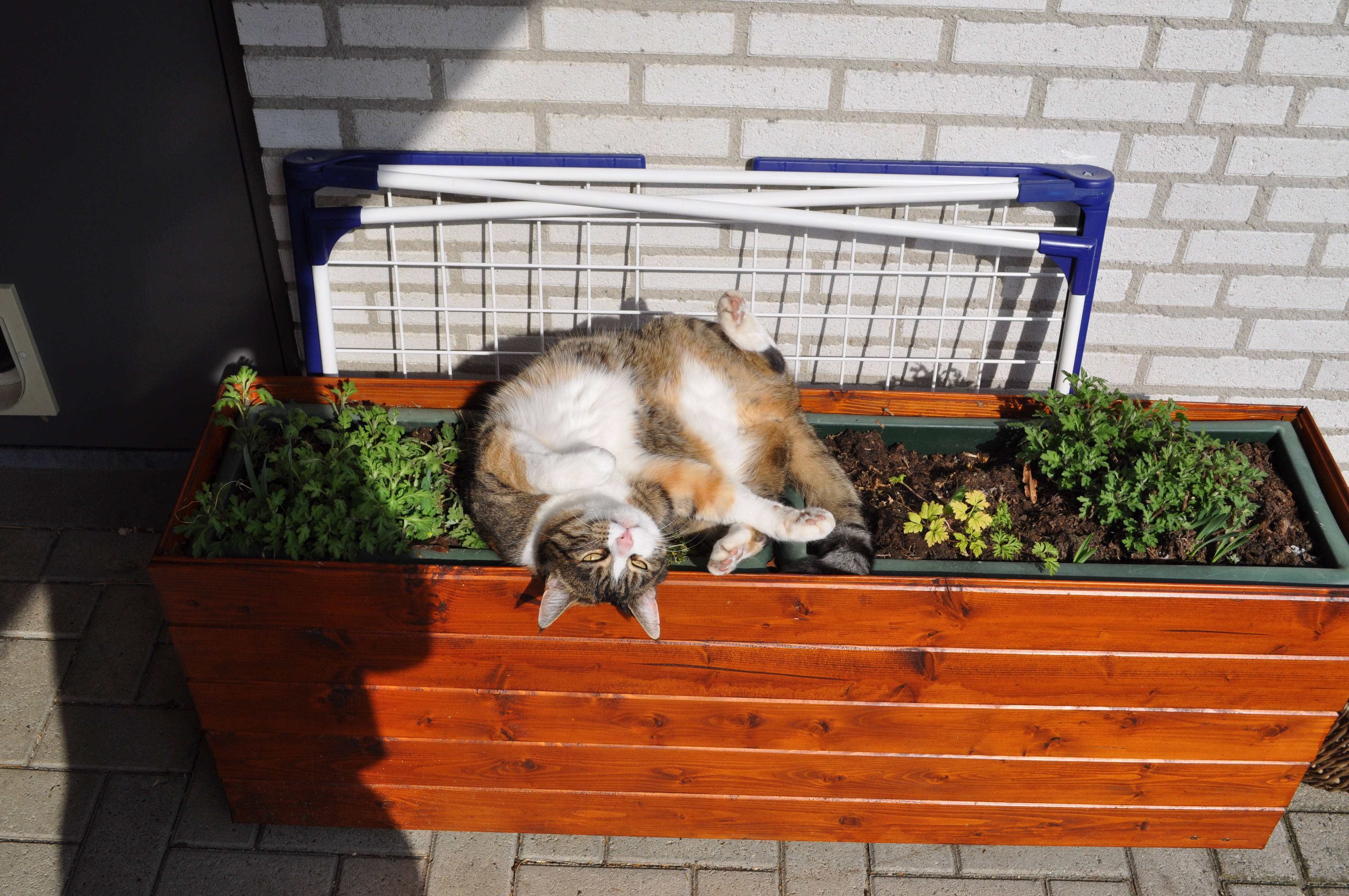 Sød kat på blomsterkasse Wallpapers