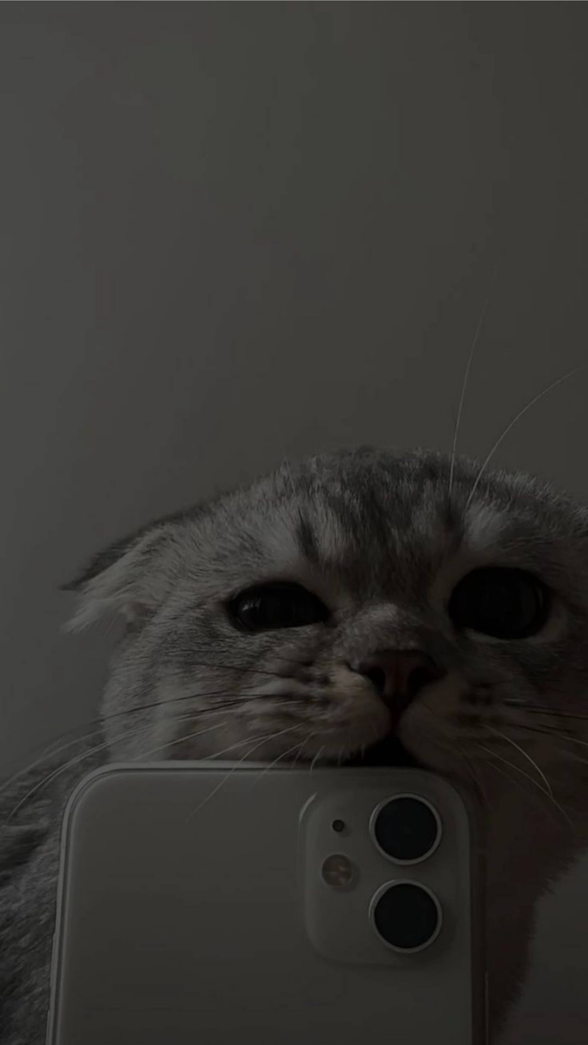 Sød katteæstetik bider iPhone 11 Wallpapers
