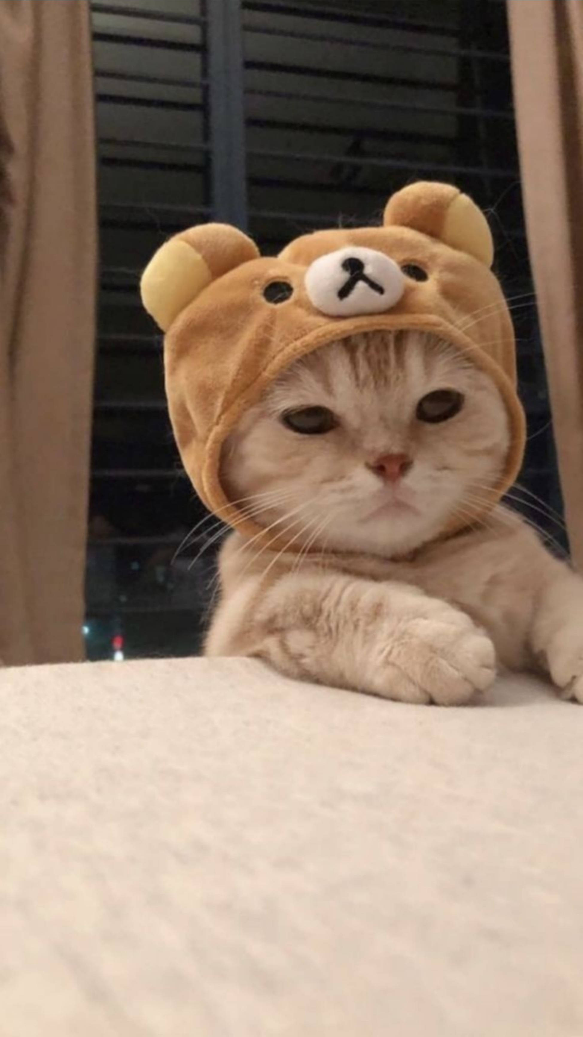 Sød katteæstetik med Rilakkuma-hat Wallpapers