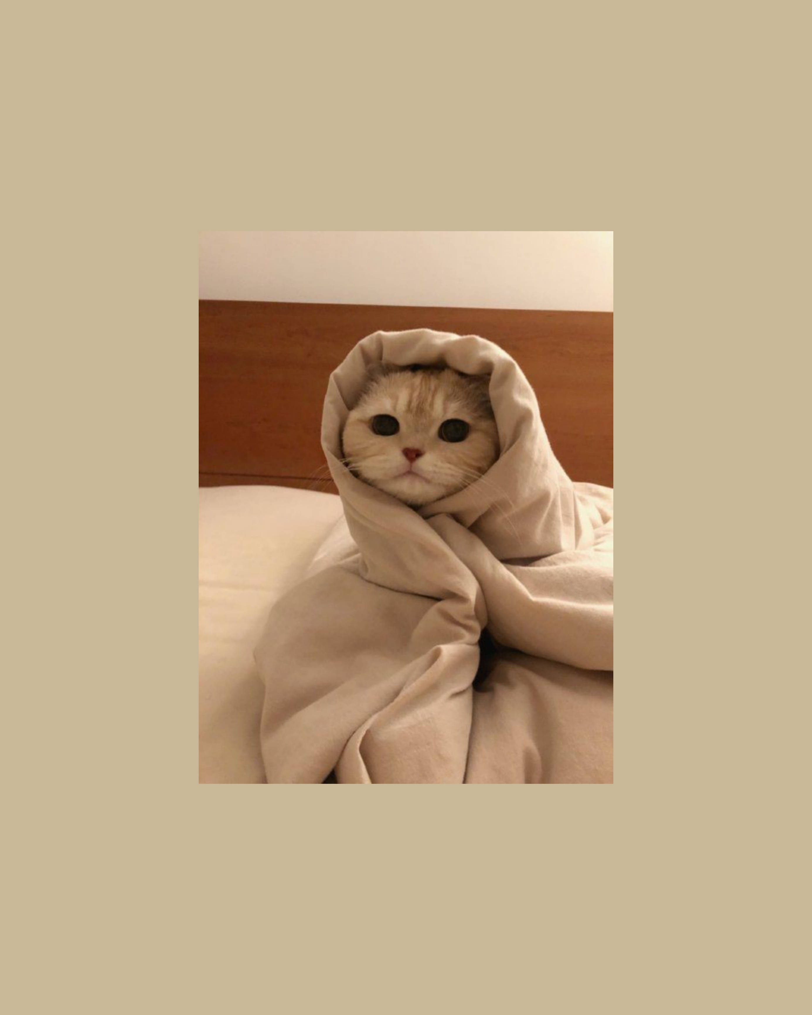 Sød katteæstetik pakket ind som en burrito Wallpapers