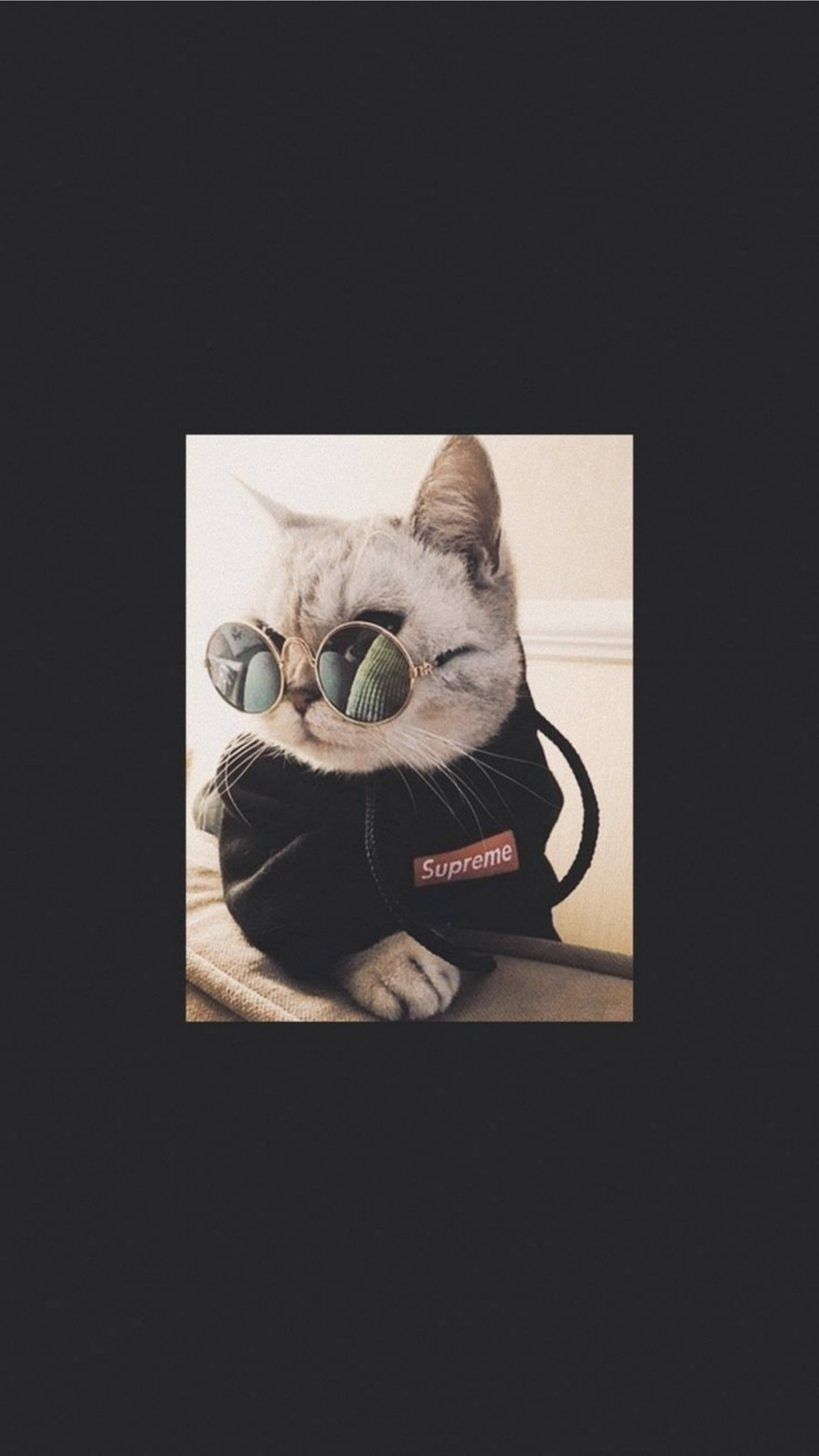 Sød katteæstetik med fede solbriller Wallpapers