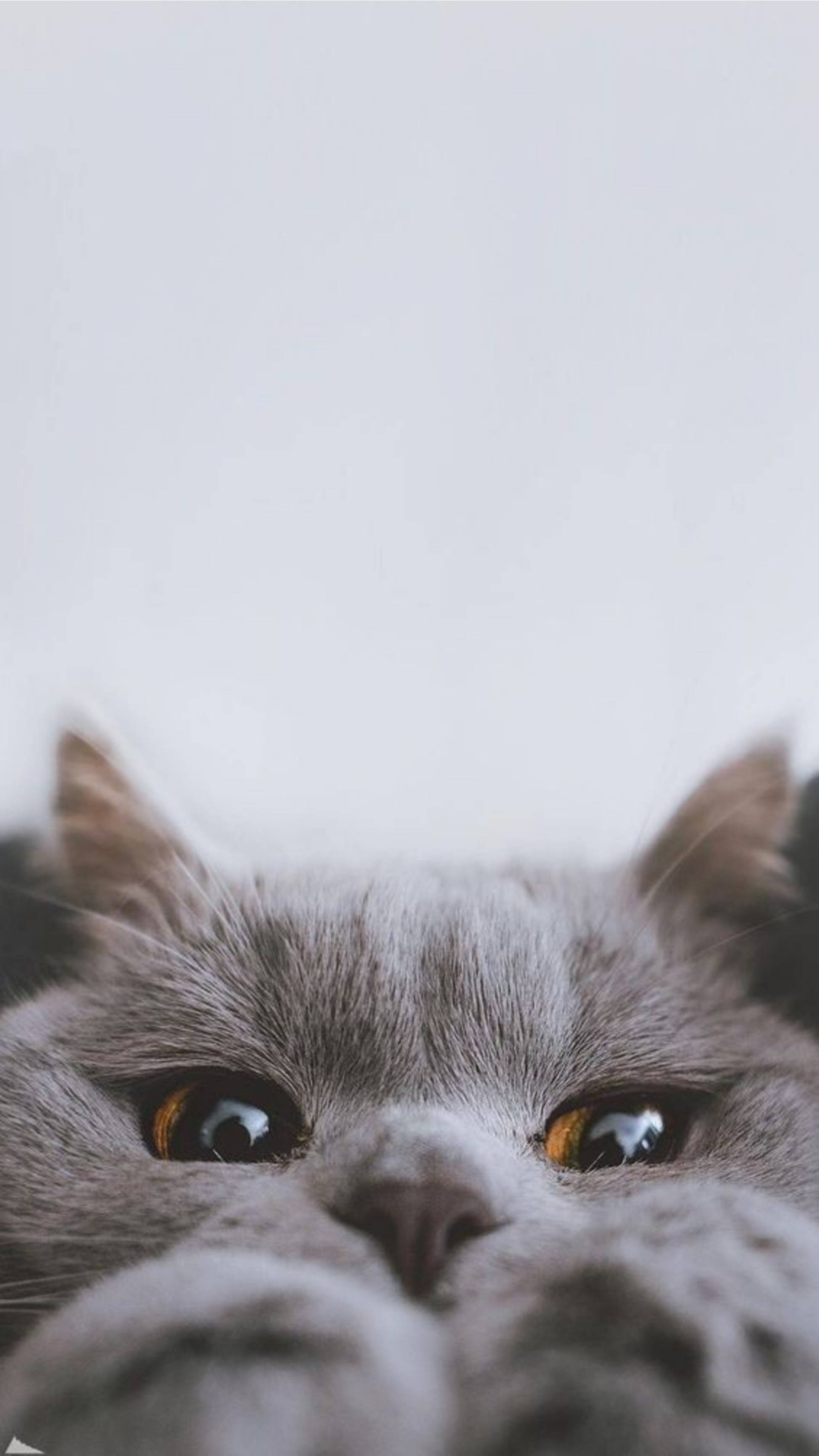 Sød katteæstetik kiggeleg Wallpapers