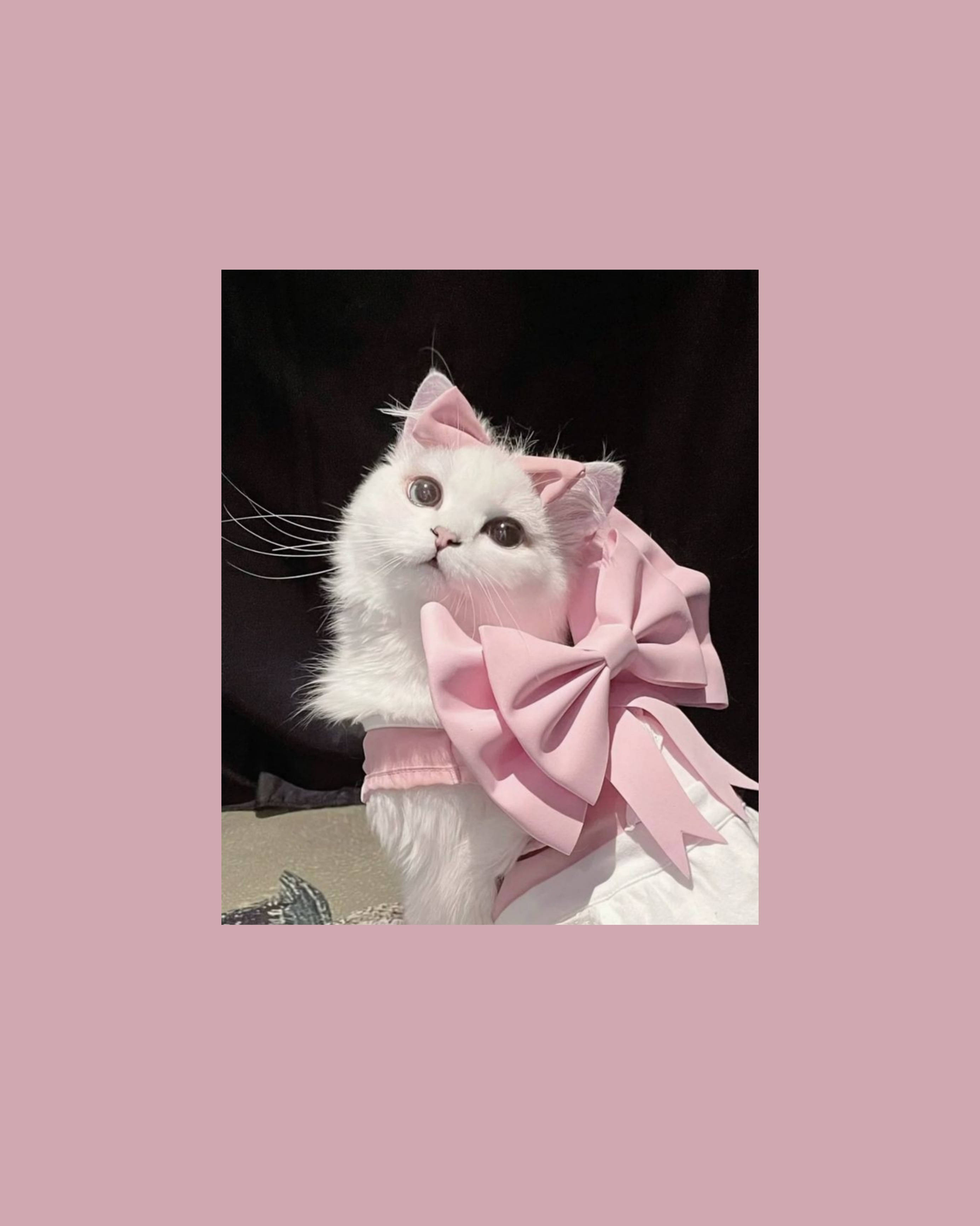 Sød katteæstetik med lyserødt bånd Wallpapers
