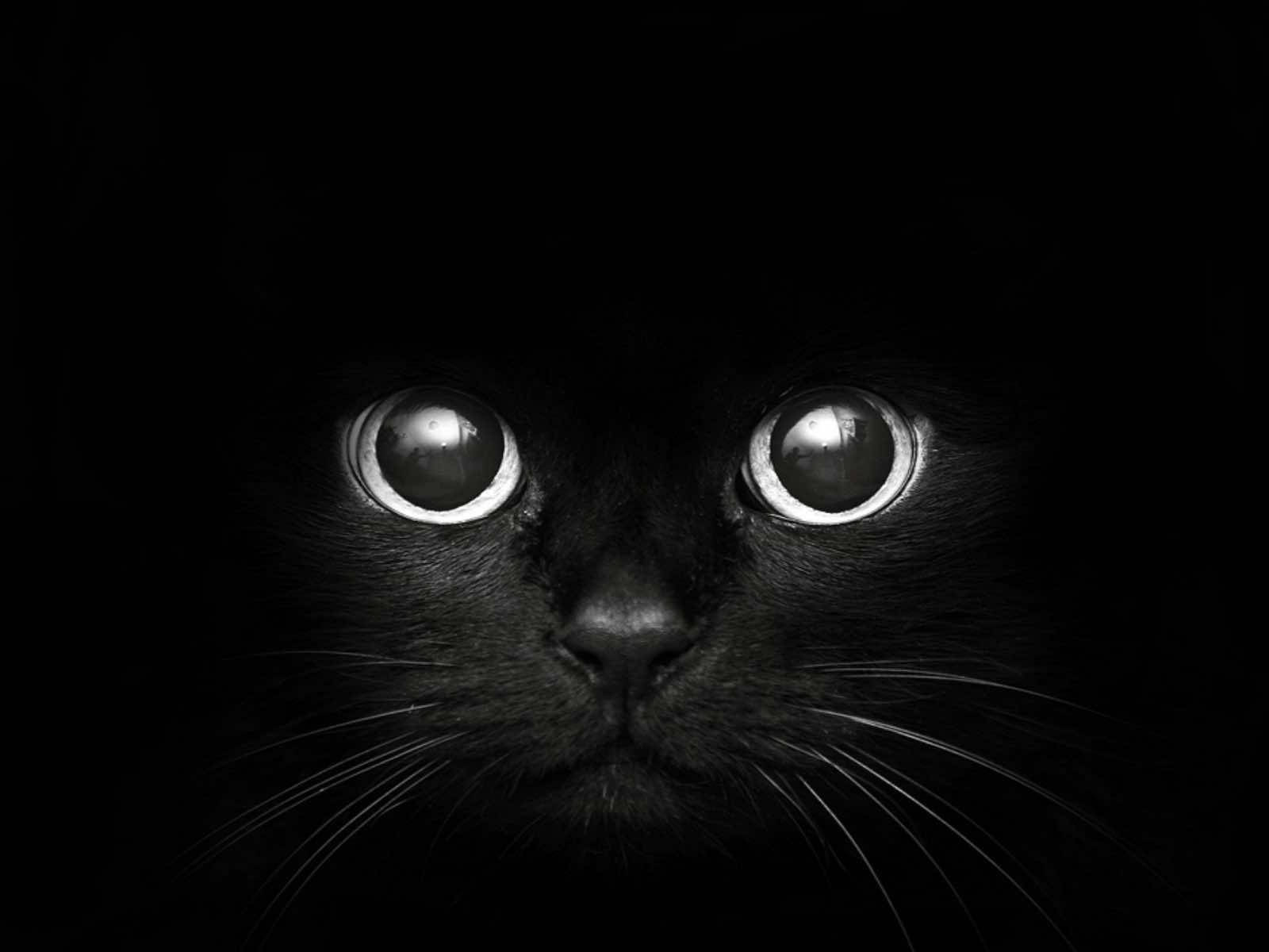 Sød katteansigt sort Mac Wallpapers