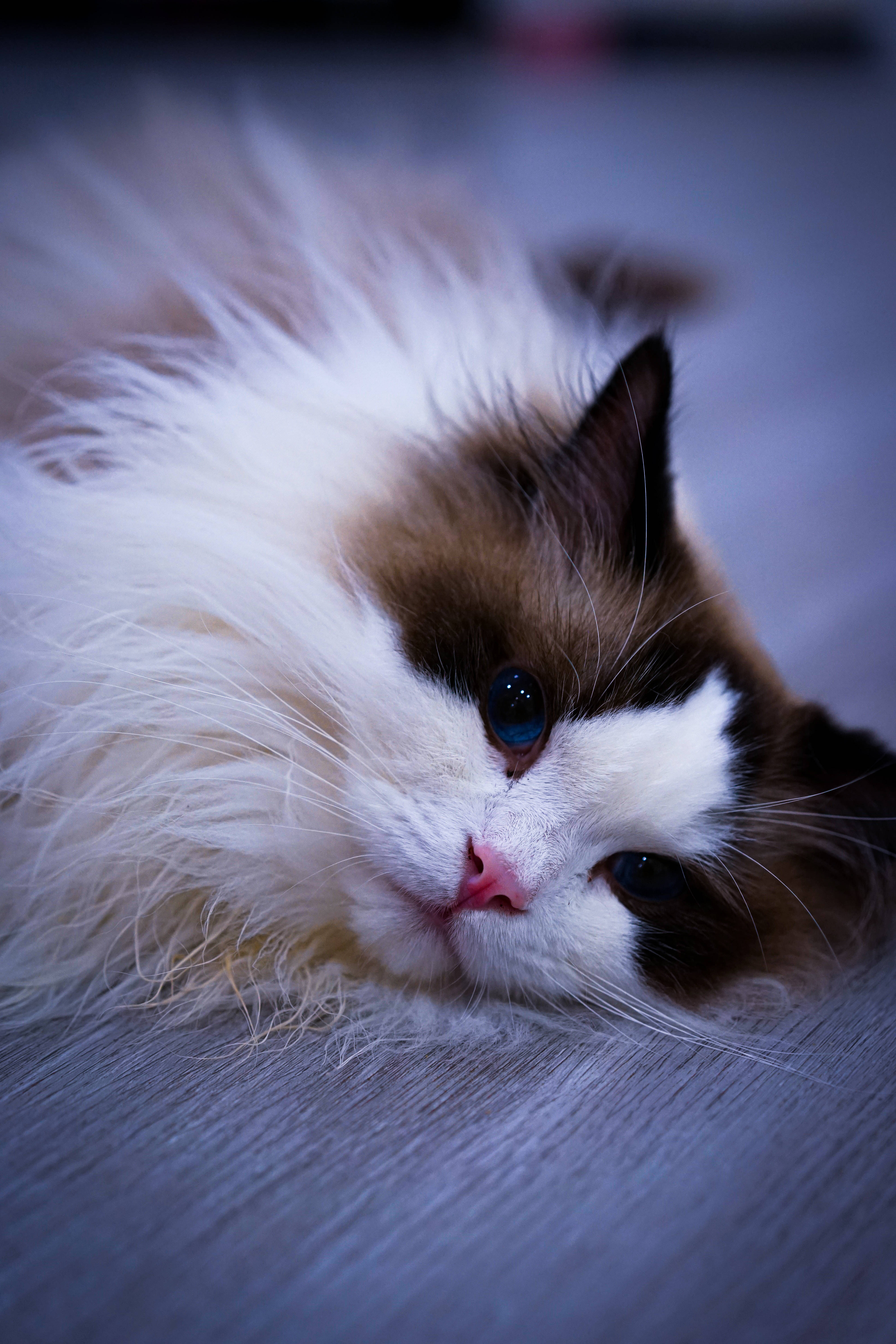 Sød kawaii kat på seng Wallpapers