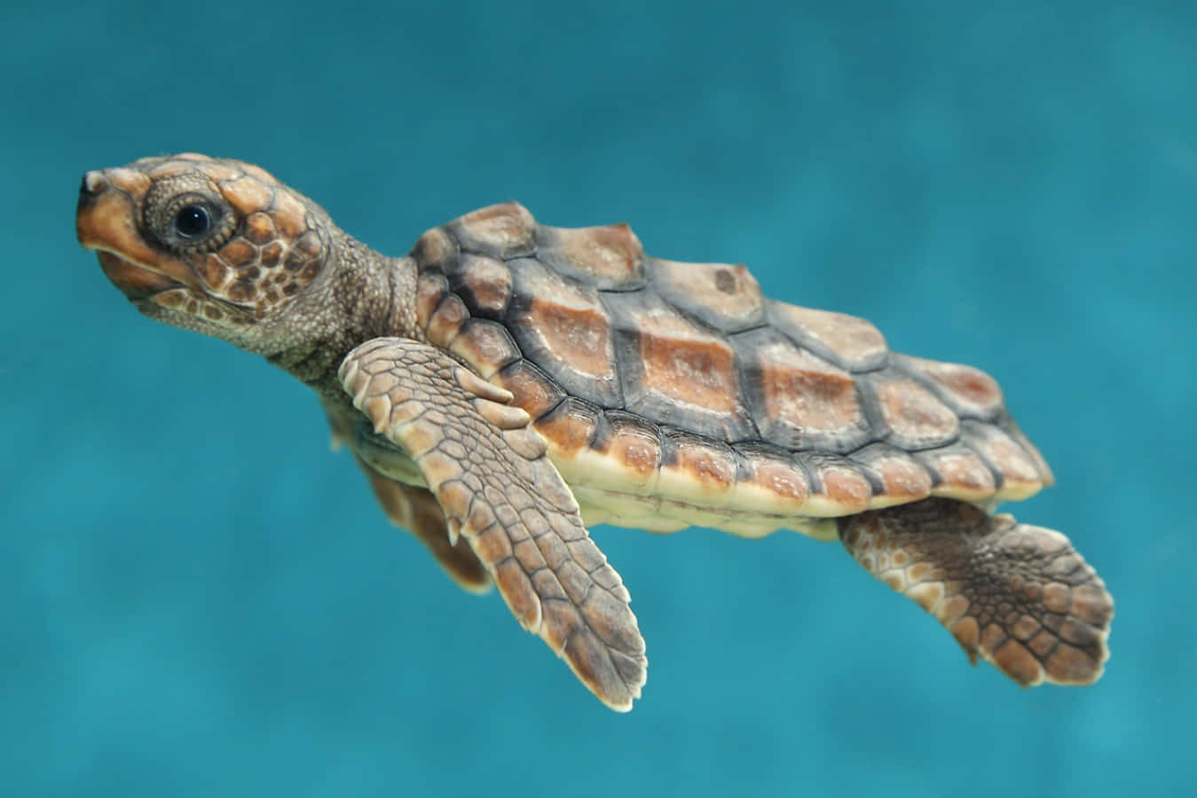 Sød lille havskildpadde kigger op mod kameraet Wallpapers