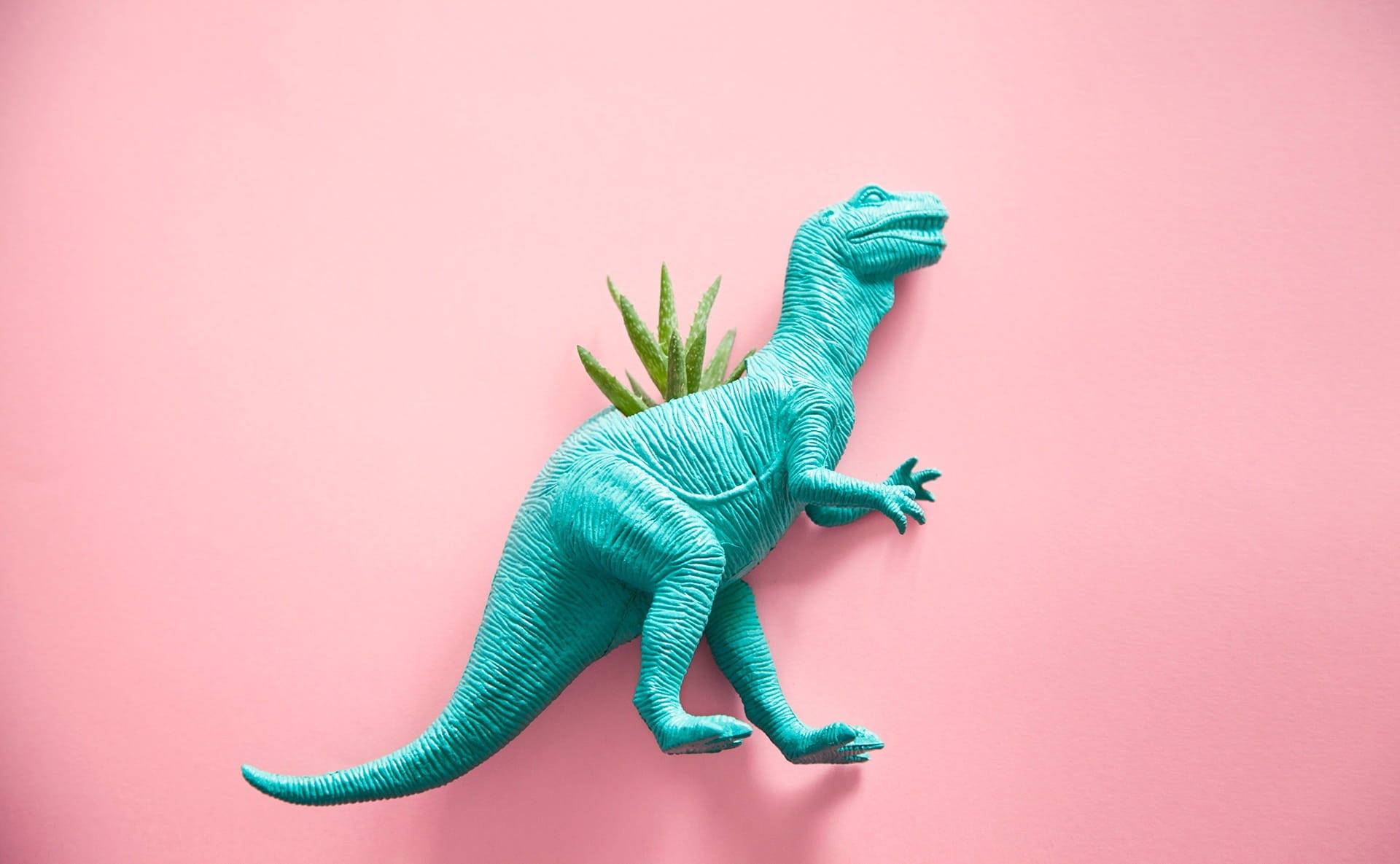 Sød lyserød dinosaur T-rex plante Wallpapers