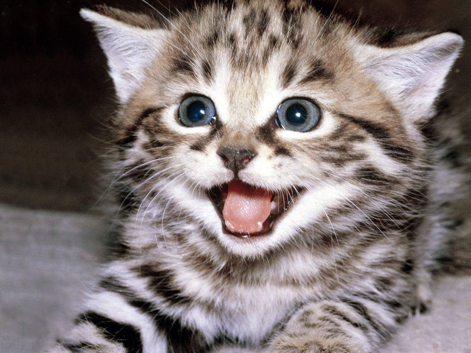Sød og glad sjov kat Wallpapers