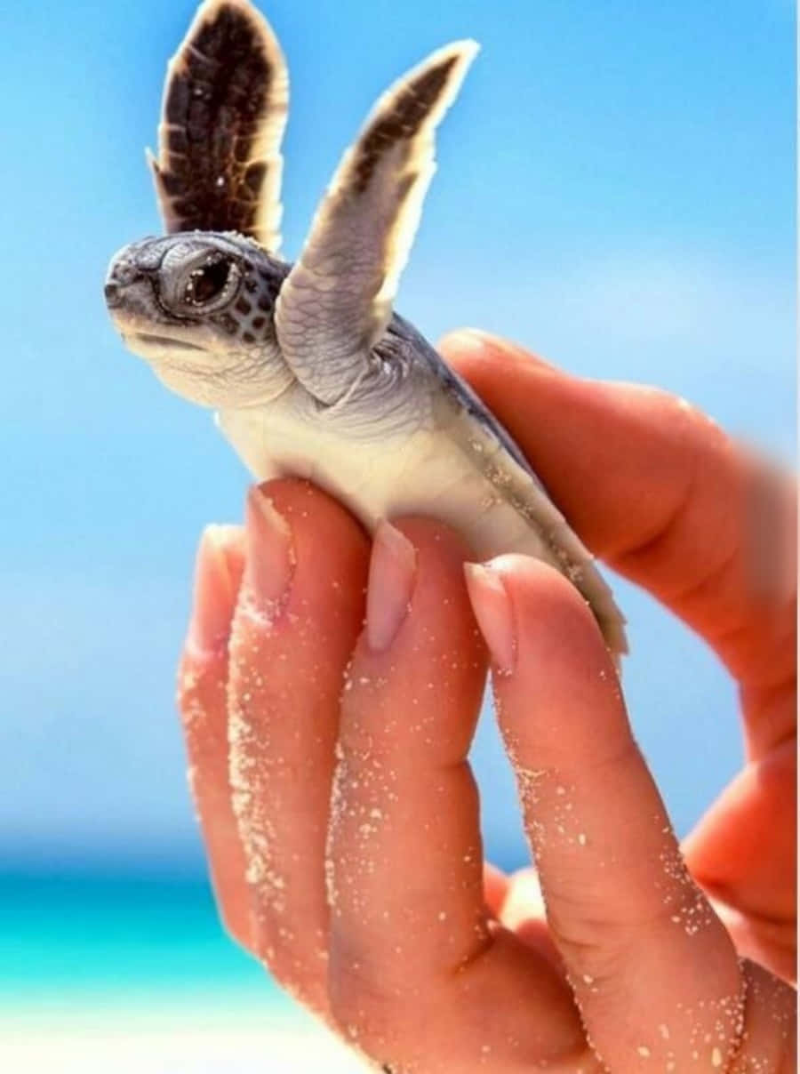 Sød og nuttet skildpadde Wallpapers